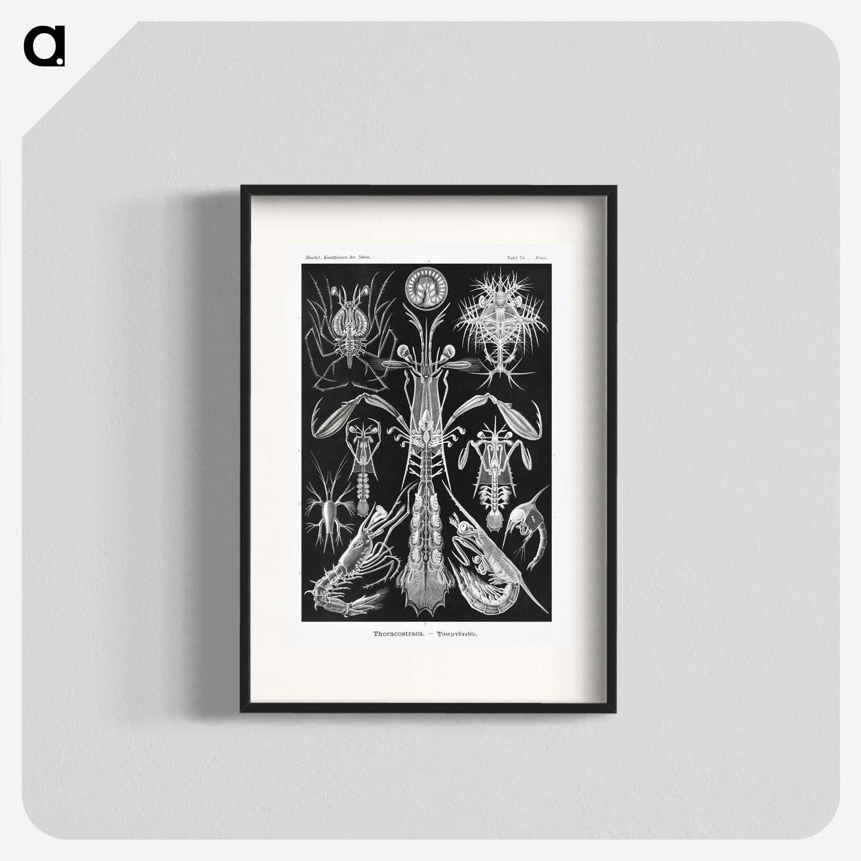 2-49_Ernst-Haeckel_blk