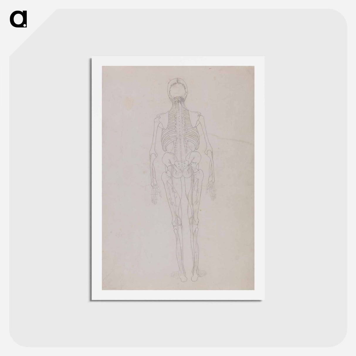 アートポストカード-Human Figure, Posterior View
- ジョージ スタッブス Postcard.