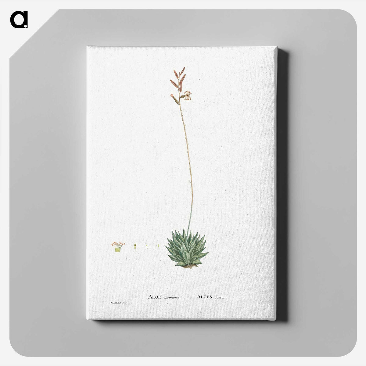 2-49_Histoire-des-Plantes-Grasses_canvas