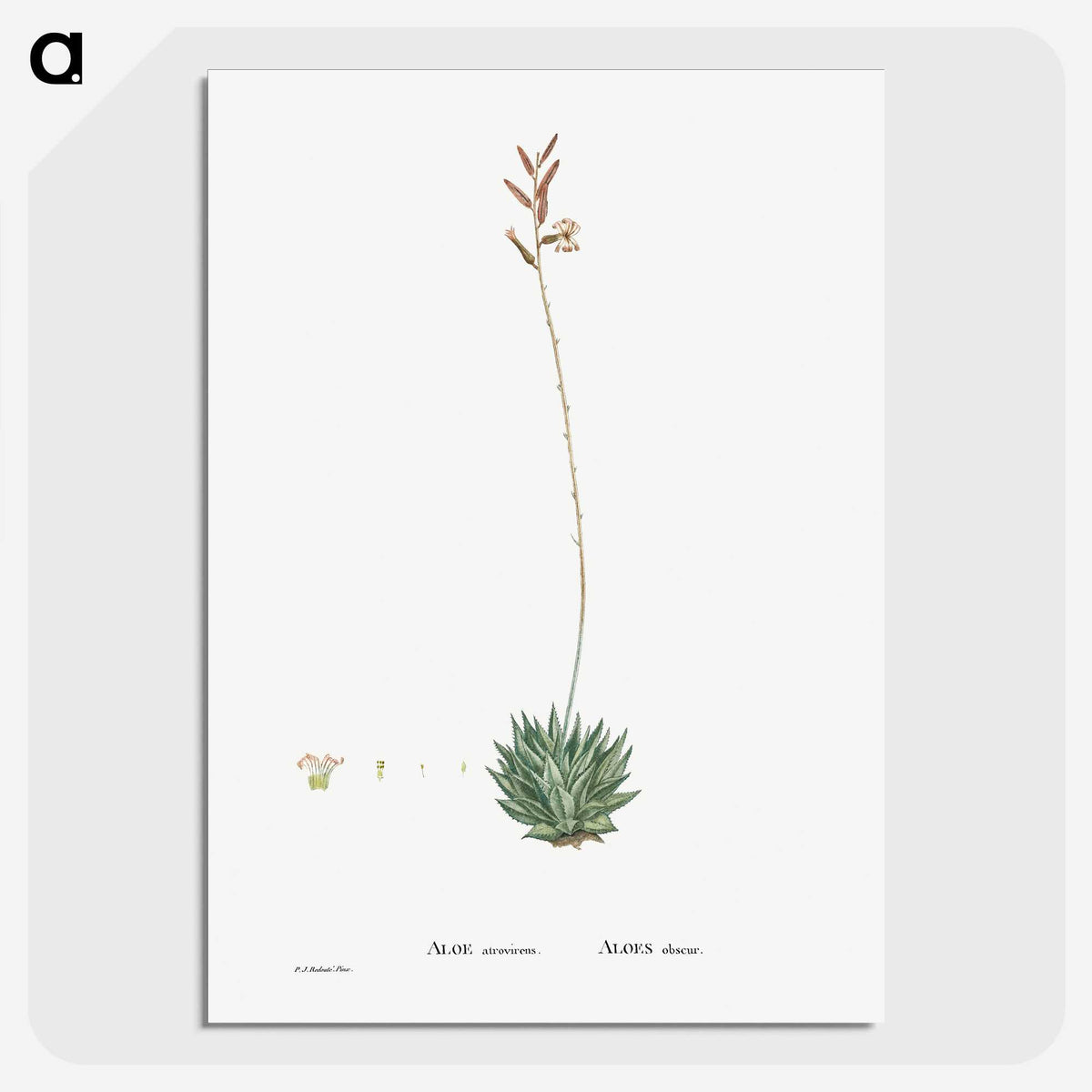 2-49_Histoire-des-Plantes-Grasses_picture-crop