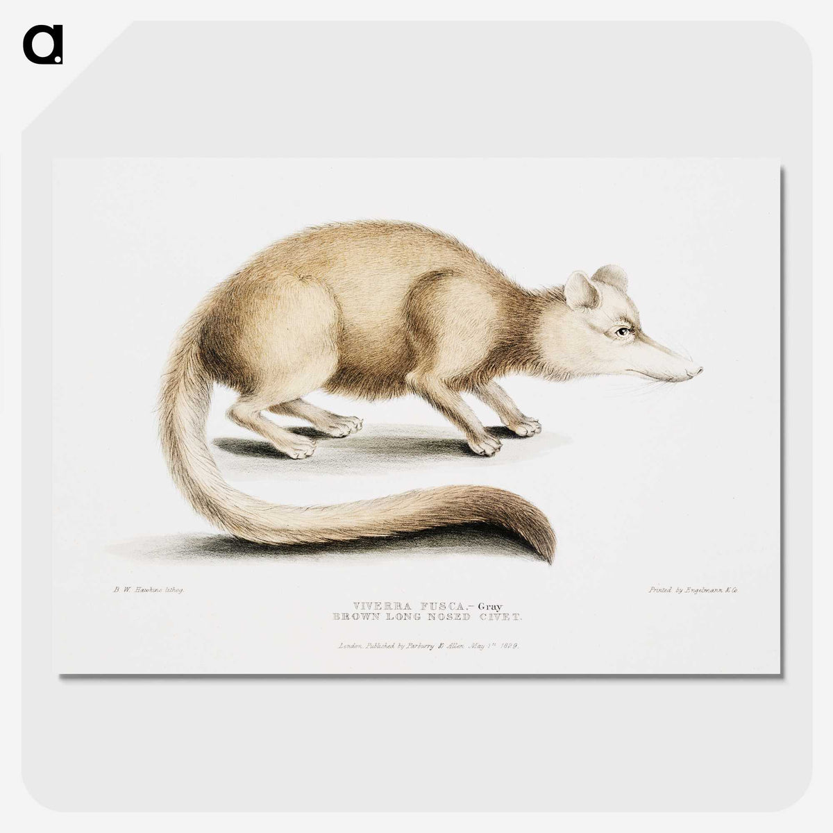 2-49_Indian-Zoology_picture-crop