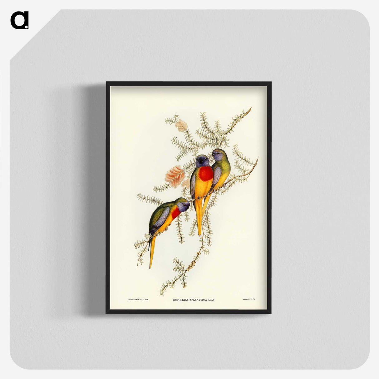 2-49_John-Gould_blk-crop