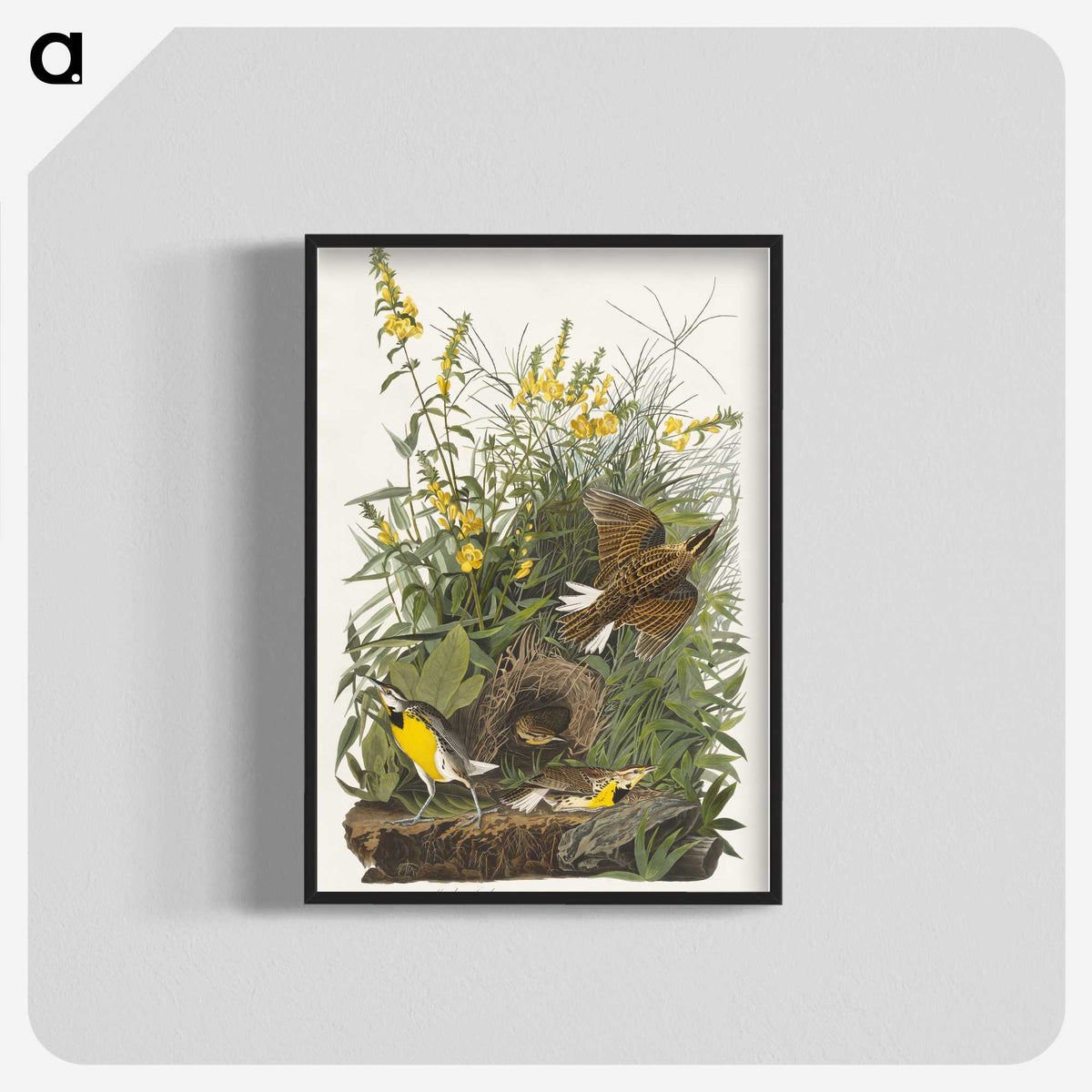 2-49_John-James-Audubon_blk-crop