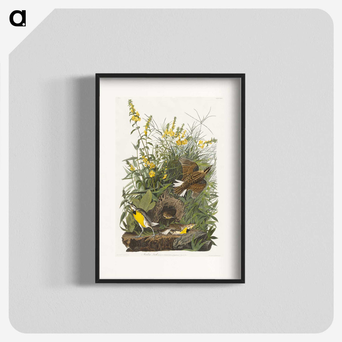 2-49_John-James-Audubon_blk