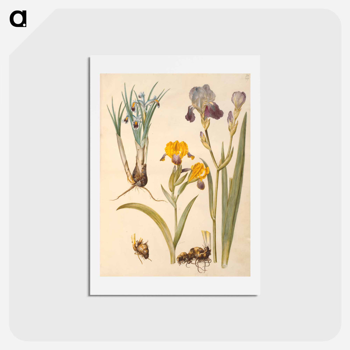 アートポストカード-Iris persica, Iris variegata, Iris ×sambucina
- マリア ジビーラ メーリアン Postcard.