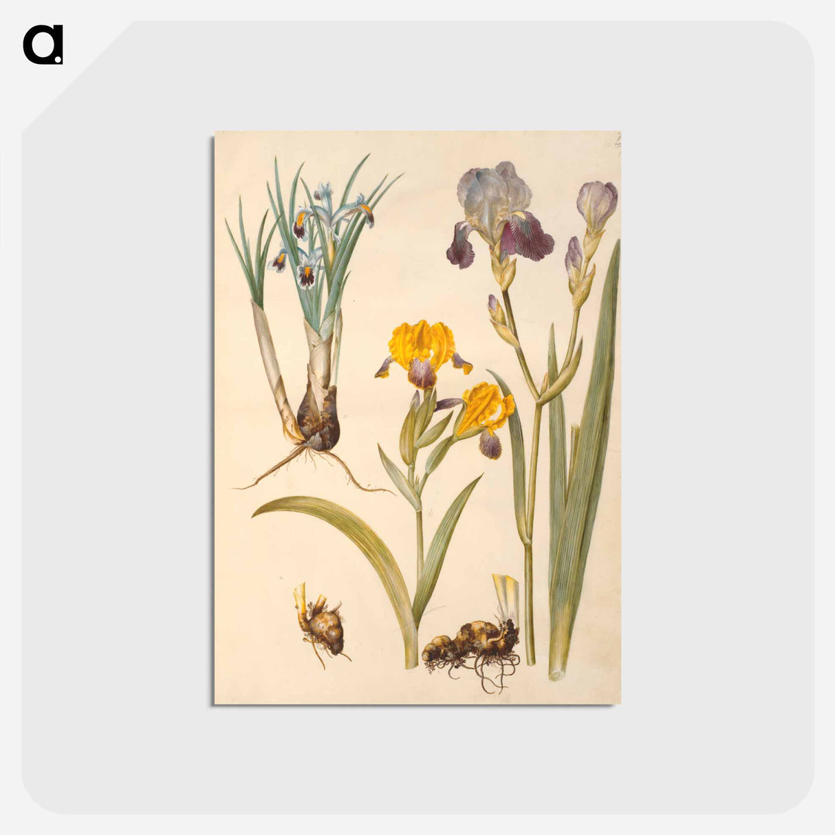 アートポストカード-Iris persica, Iris variegata, Iris ×sambucina
- マリア ジビーラ メーリアン Postcard.