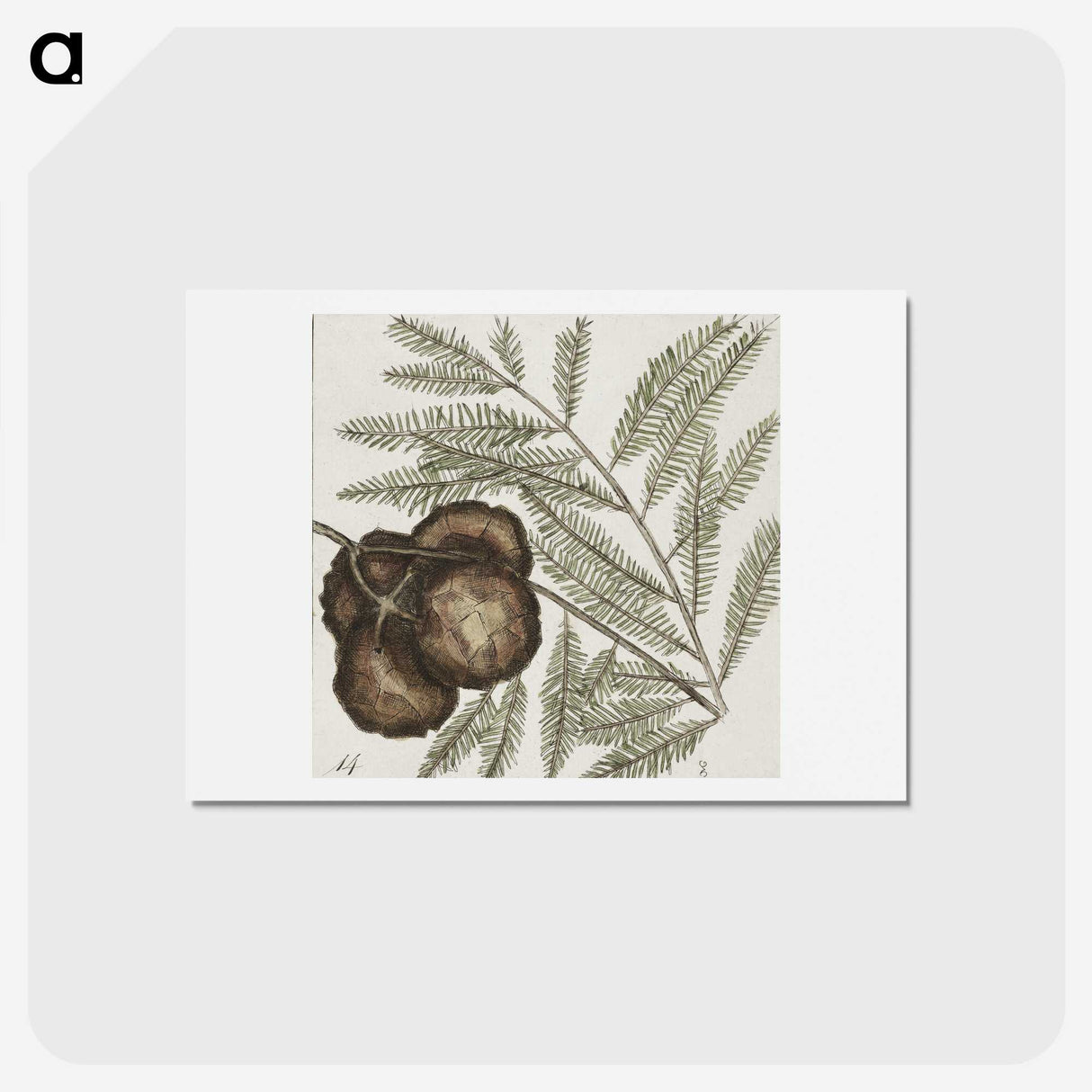 2-49_Mark-Catesby_hagaki