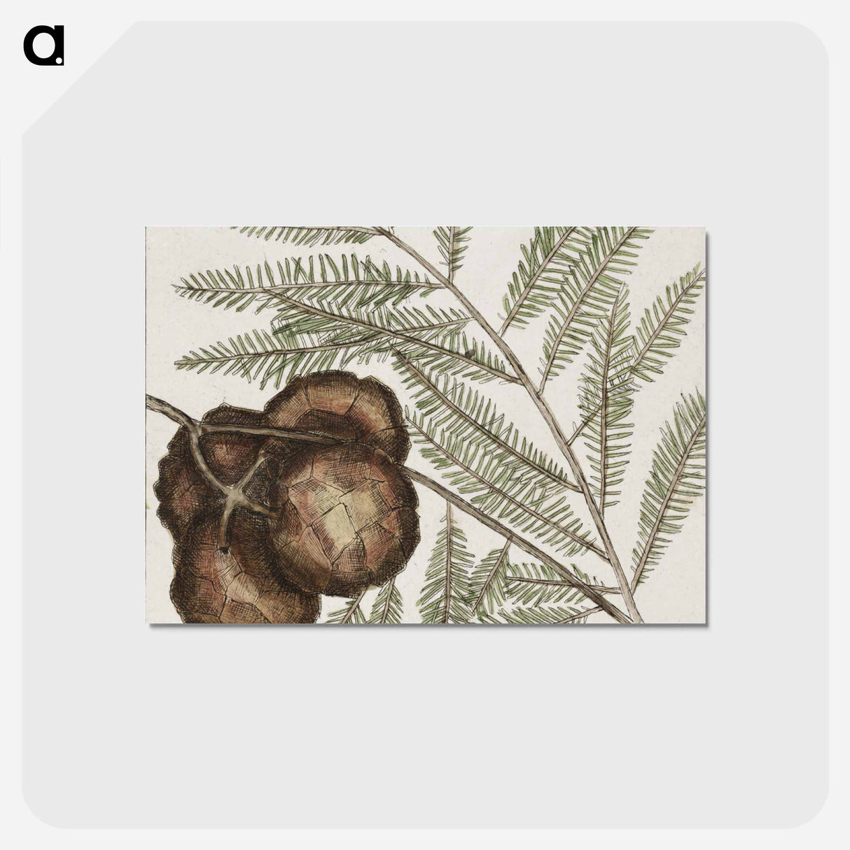 アートポストカード-Natural History of Carolina Trees
- マーク ケイツビー Postcard.