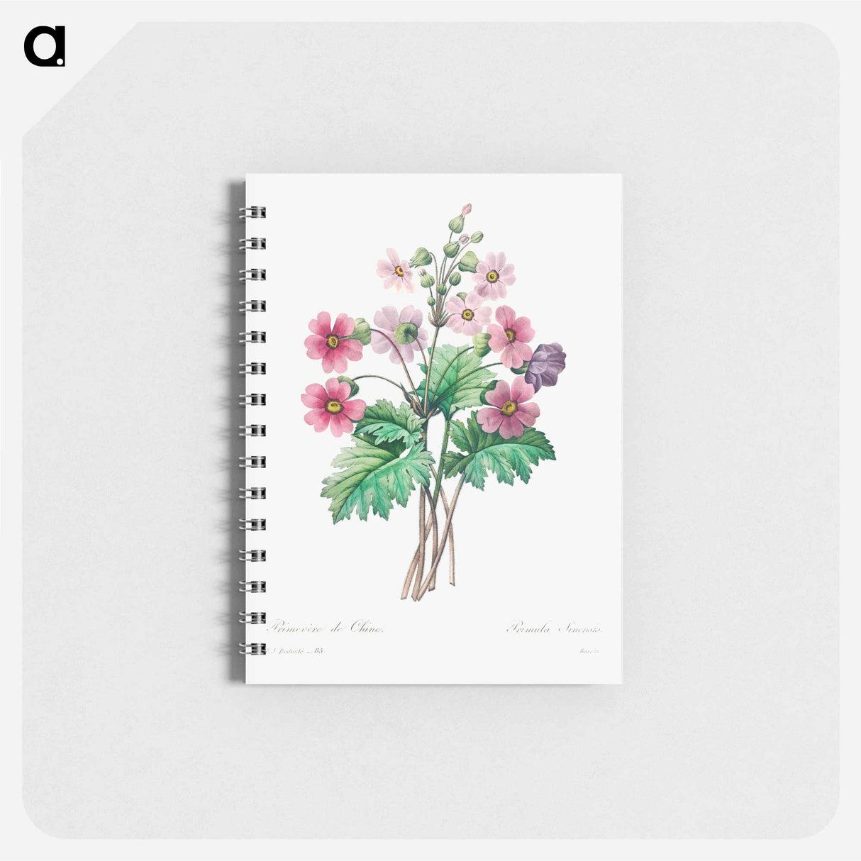 The Chinese primrose - ピエール ジョゼフ ルドゥーテ Memo.