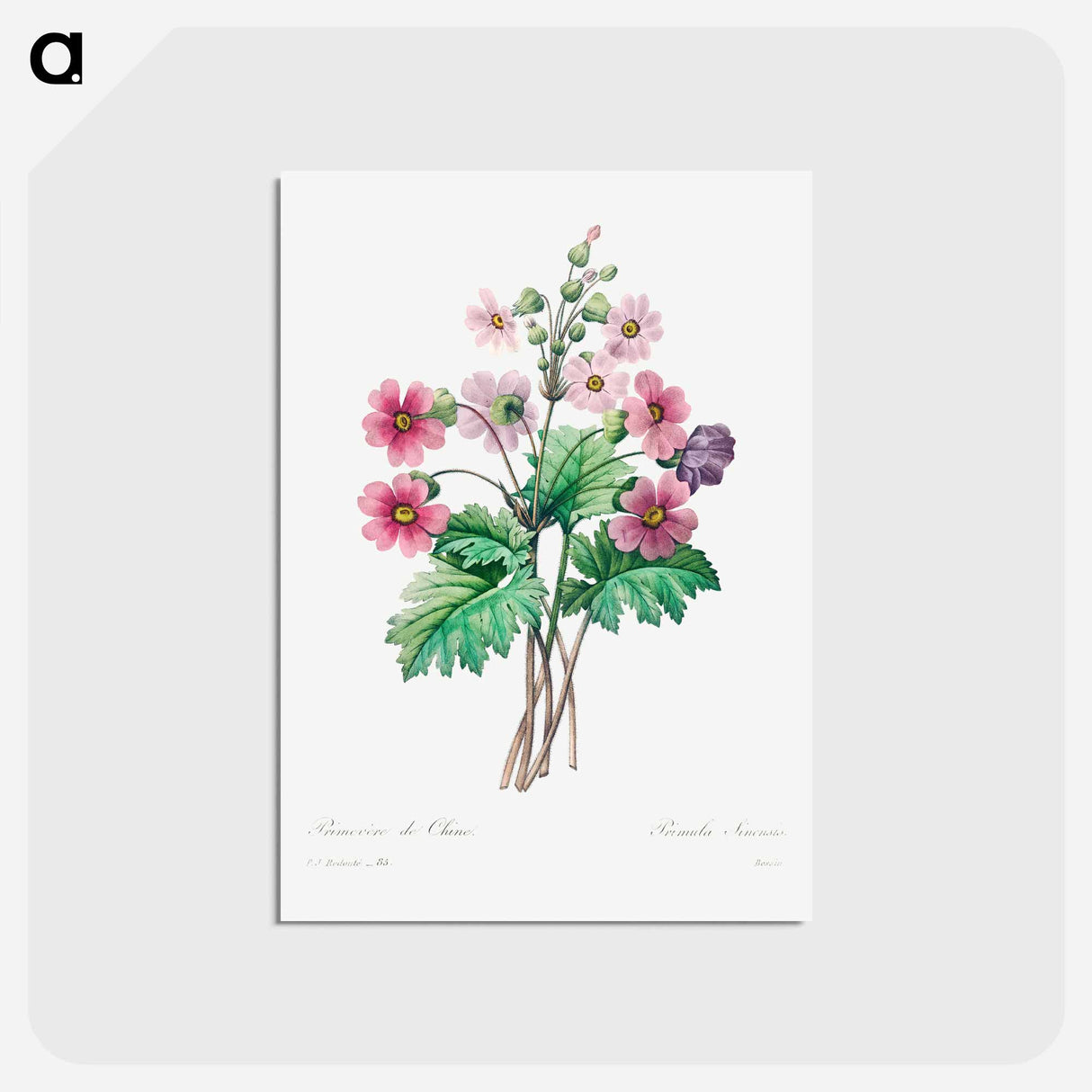 アートポストカード-The Chinese primrose - ピエール ジョゼフ ルドゥーテ Postcard.