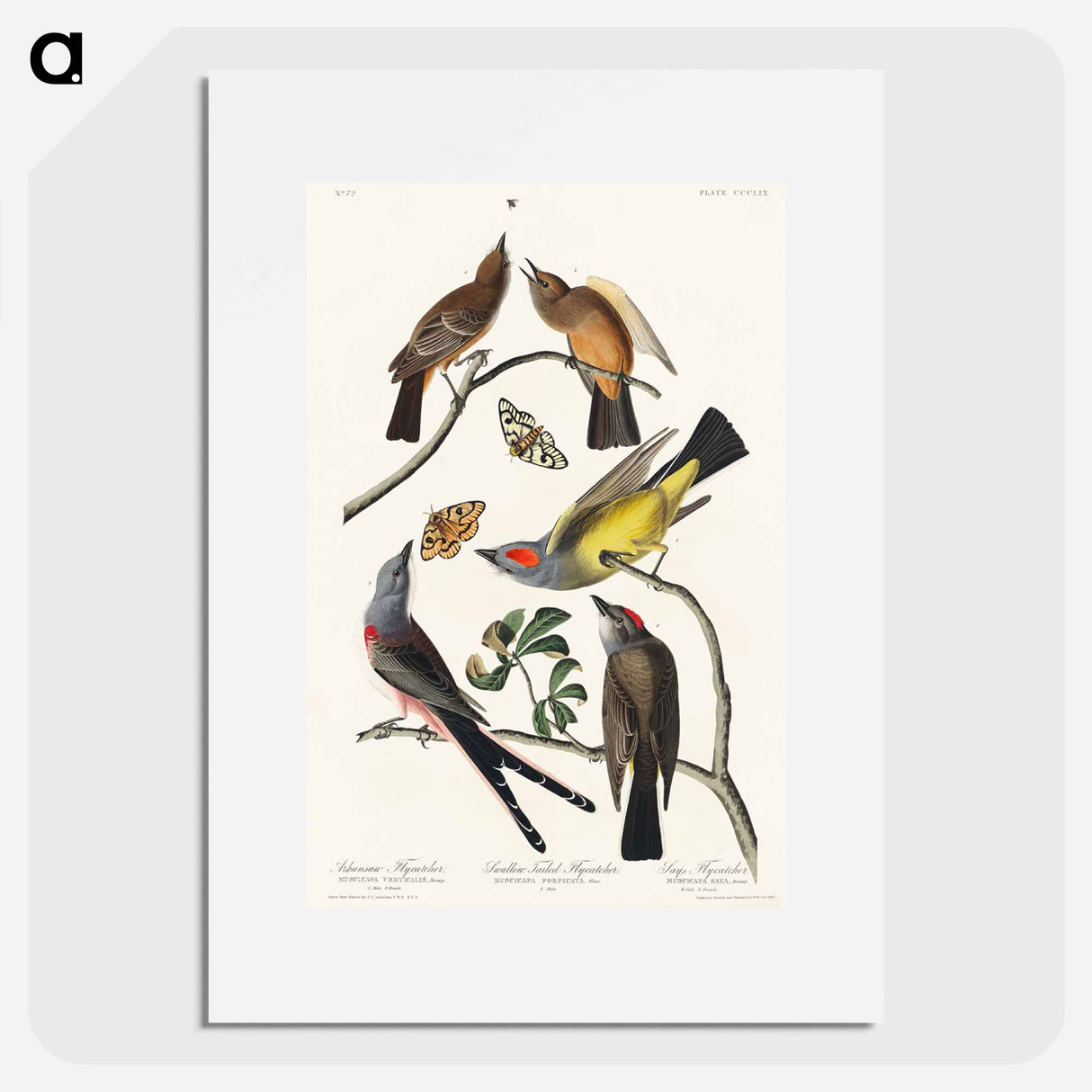 アートポスター-Arkansaw Flycatcher, Swallow-Tailed Flycatcher and Says Flycatcher from Birds of America
- アメリカの鳥たち Poster.