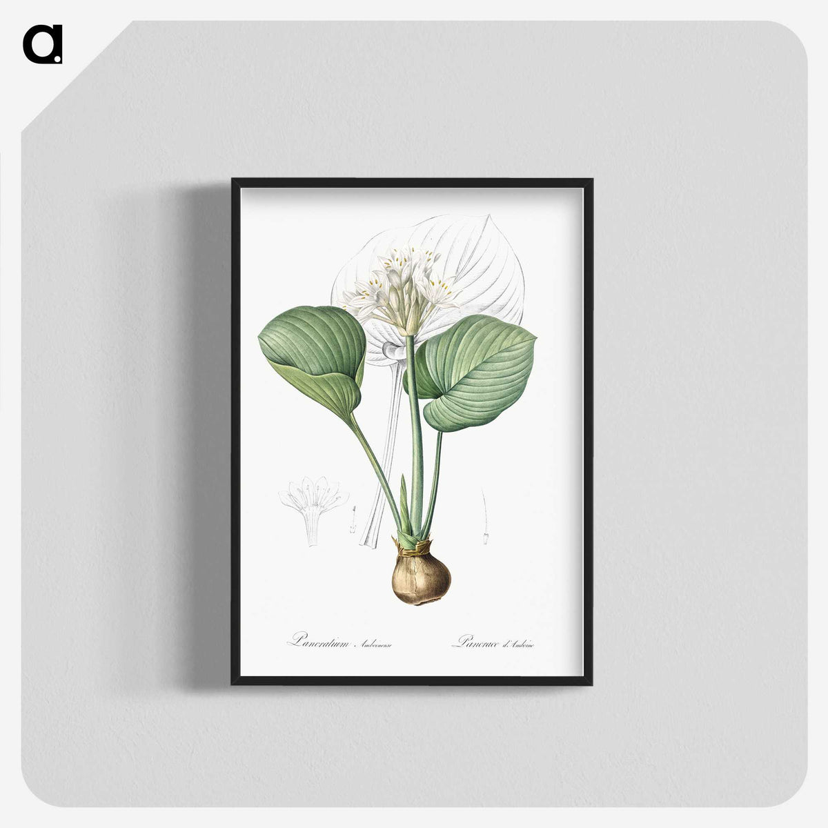 2-49_The-Lilies_blk-crop