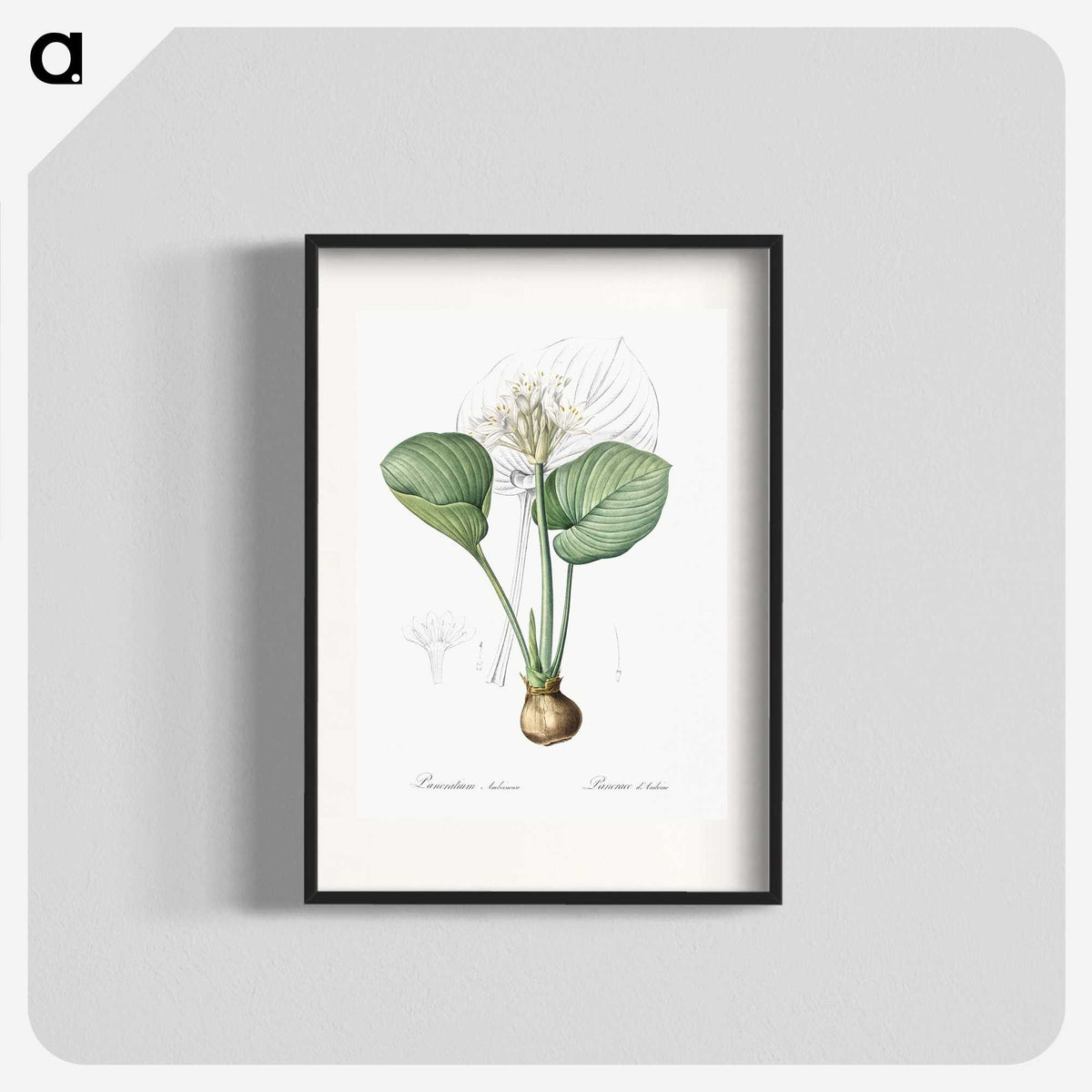 2-49_The-Lilies_blk