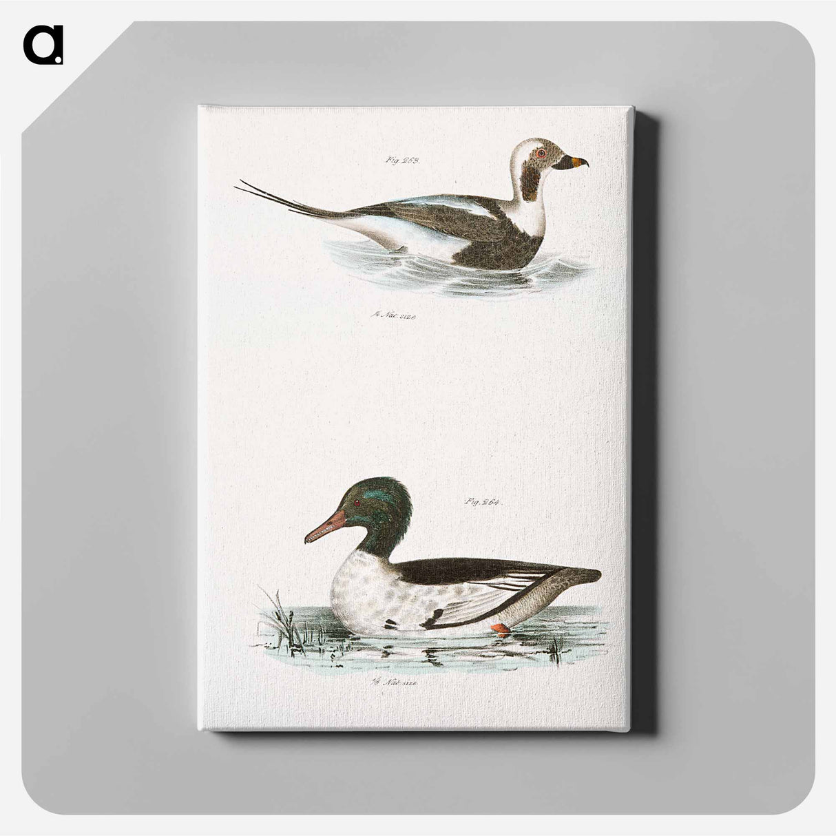 Oldwife (Fuliga glacialis) 264. Buff-breasted Sheldrake (Mergus merganser) illustration from Zoology of New York by . - ニューヨークの動物学 Canvas.
