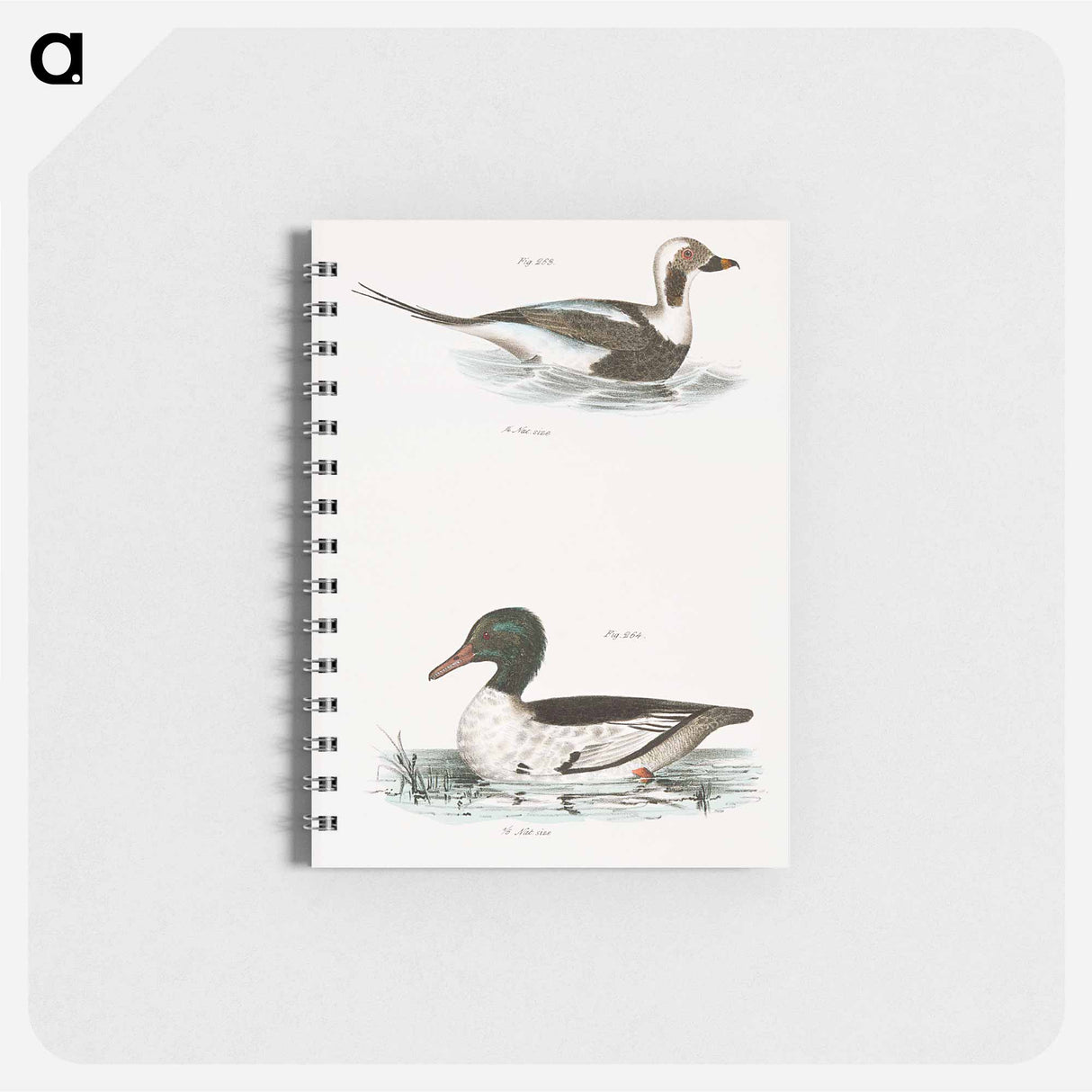 Oldwife (Fuliga glacialis) 264. Buff-breasted Sheldrake (Mergus merganser) illustration from Zoology of New York by . - ニューヨークの動物学 Memo.