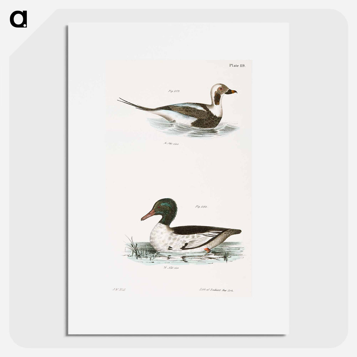 Oldwife (Fuliga glacialis) 264. Buff-breasted Sheldrake (Mergus merganser) illustration from Zoology of New York by . - ニューヨークの動物学 Poster.