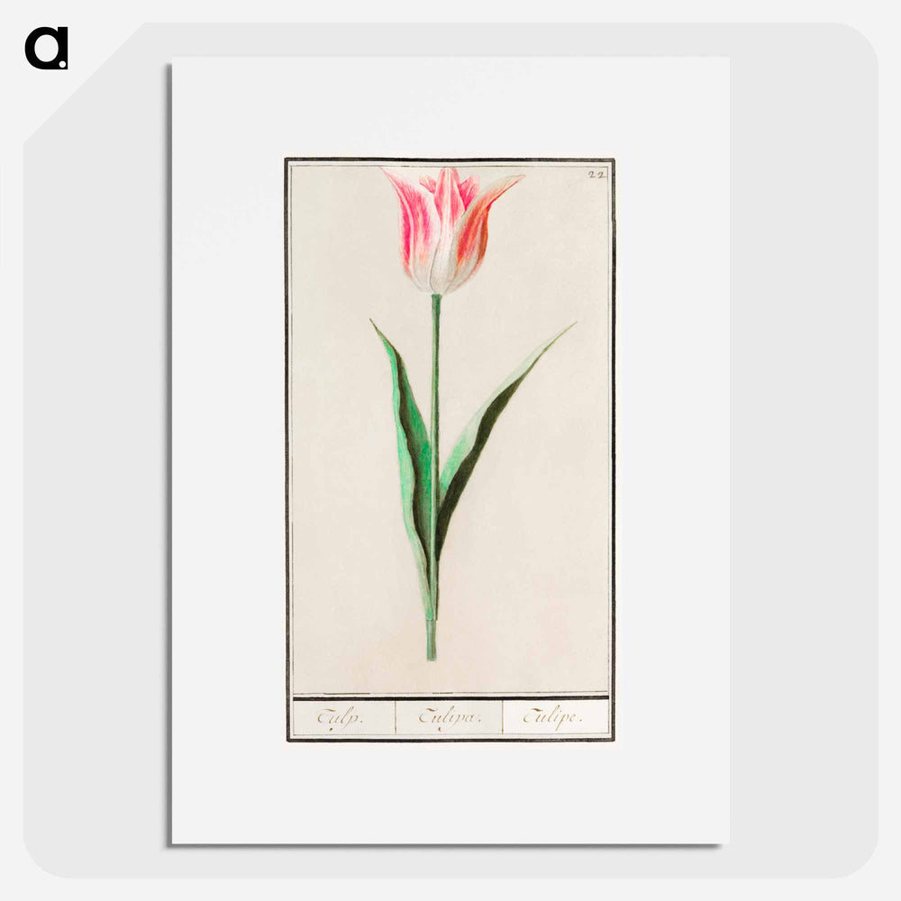 Tulip - アンセルムス ボエティウス デ ブート Poster.