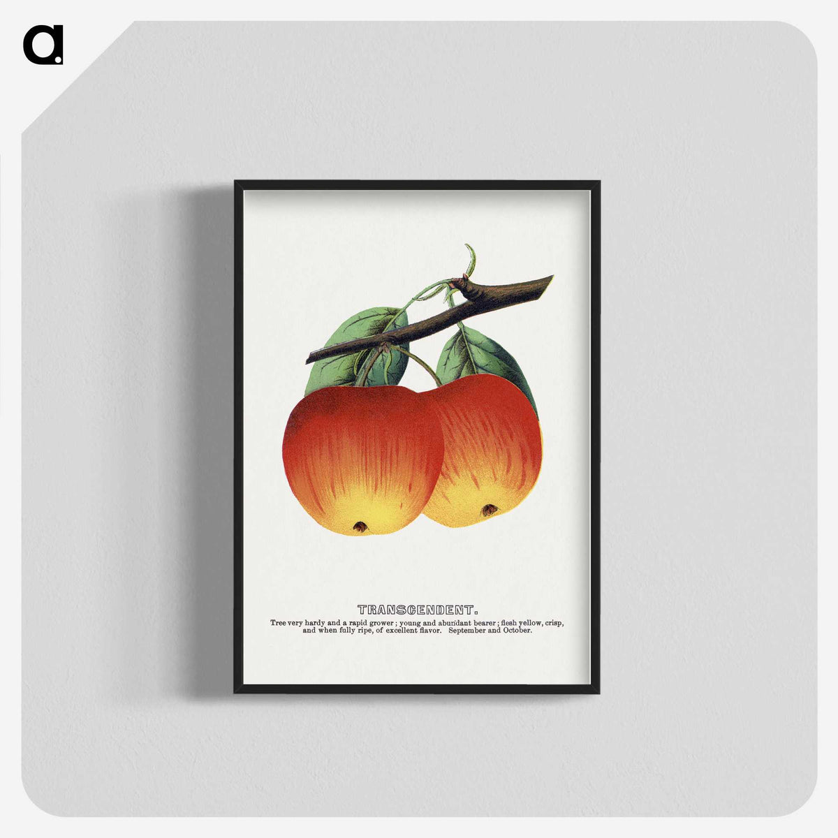 2-4_Botanical-Specimen-Plates_blk-crop