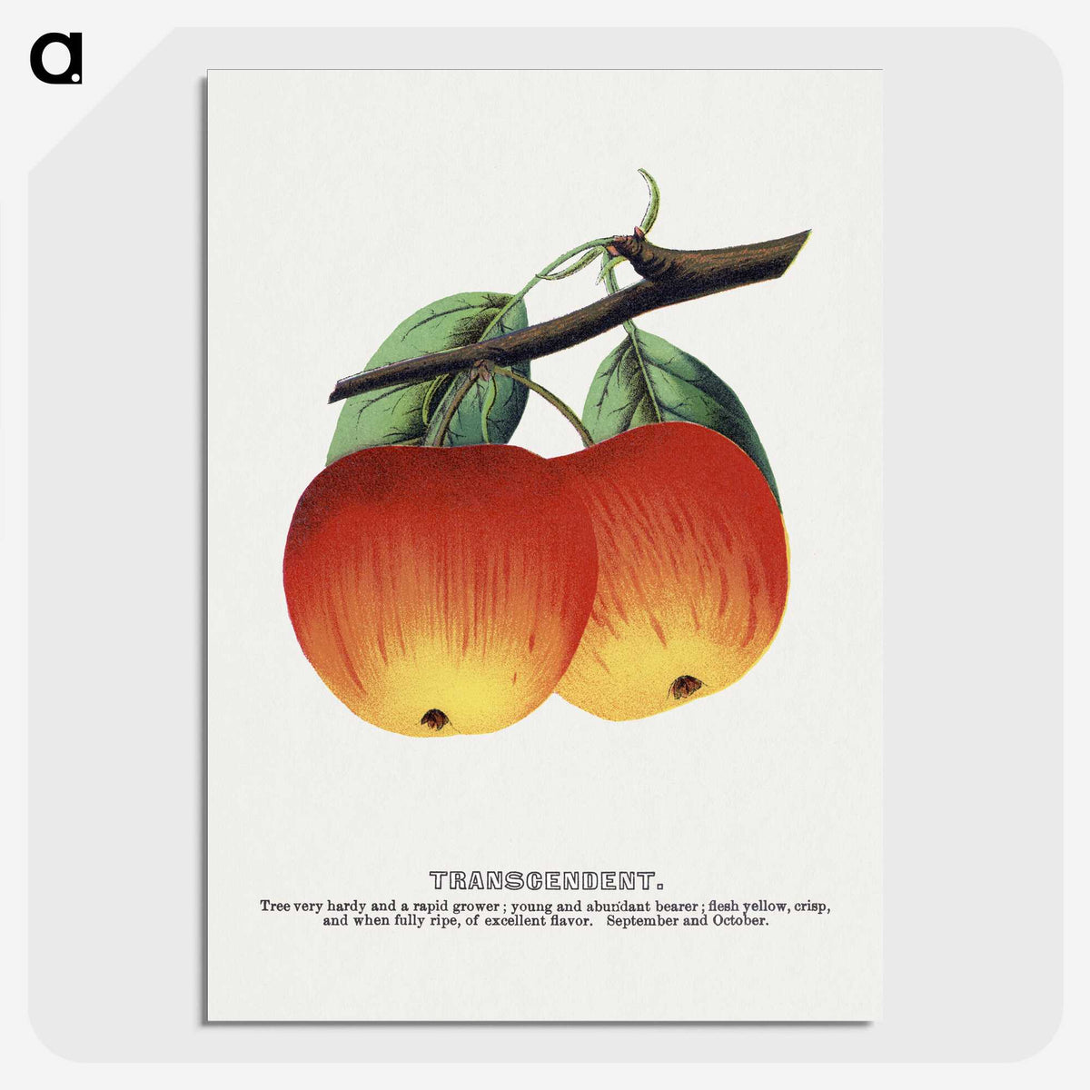 2-4_Botanical-Specimen-Plates_picture-crop