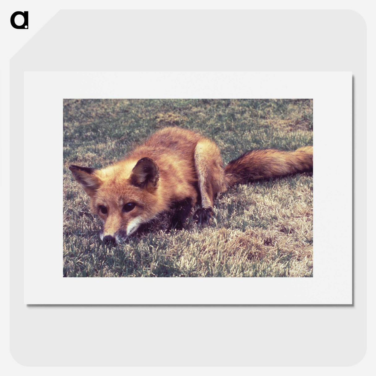 2-4_COVID-19_picture