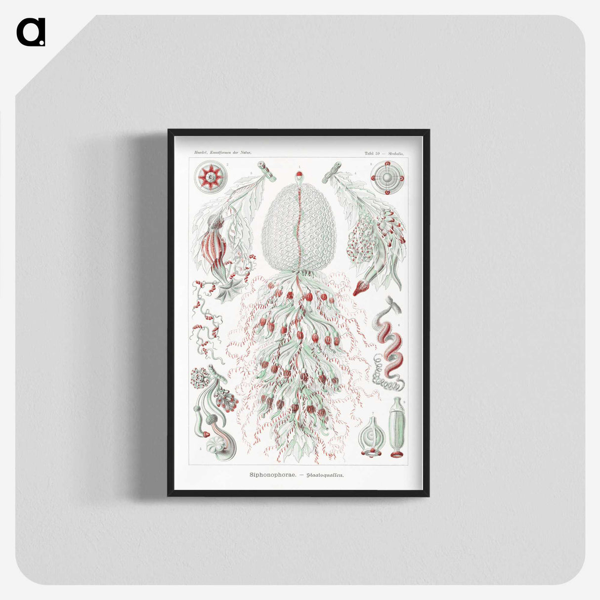 2-4_Ernst-Haeckel_blk-crop