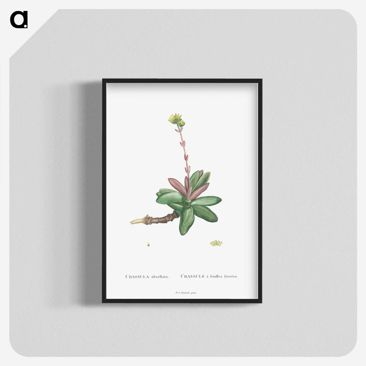 2-4_Histoire-des-Plantes-Grasses_blk-crop