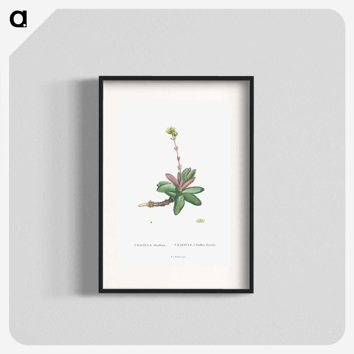 2-4_Histoire-des-Plantes-Grasses_blk