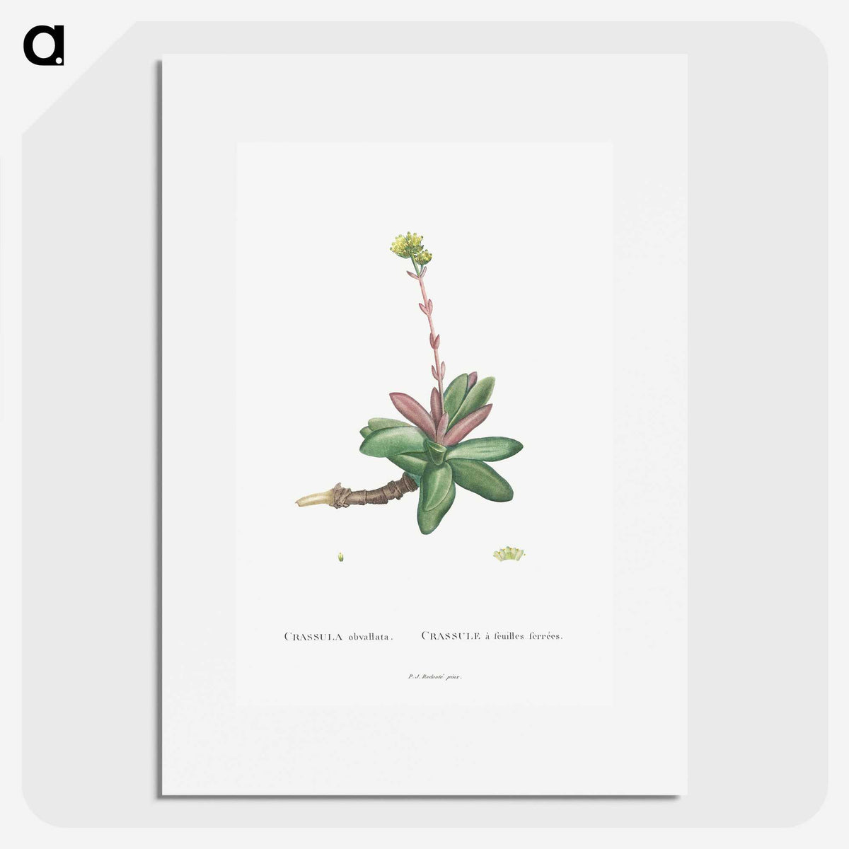 2-4_Histoire-des-Plantes-Grasses_picture