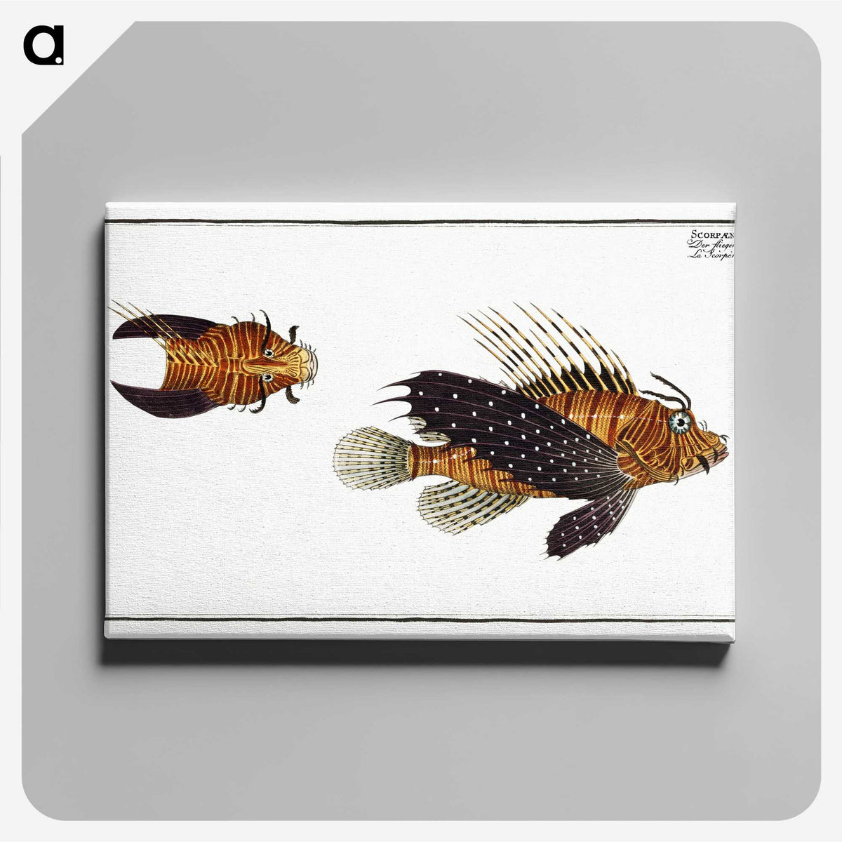 2-4_Ichtyologie-ou-Histoire-naturelle_canvas