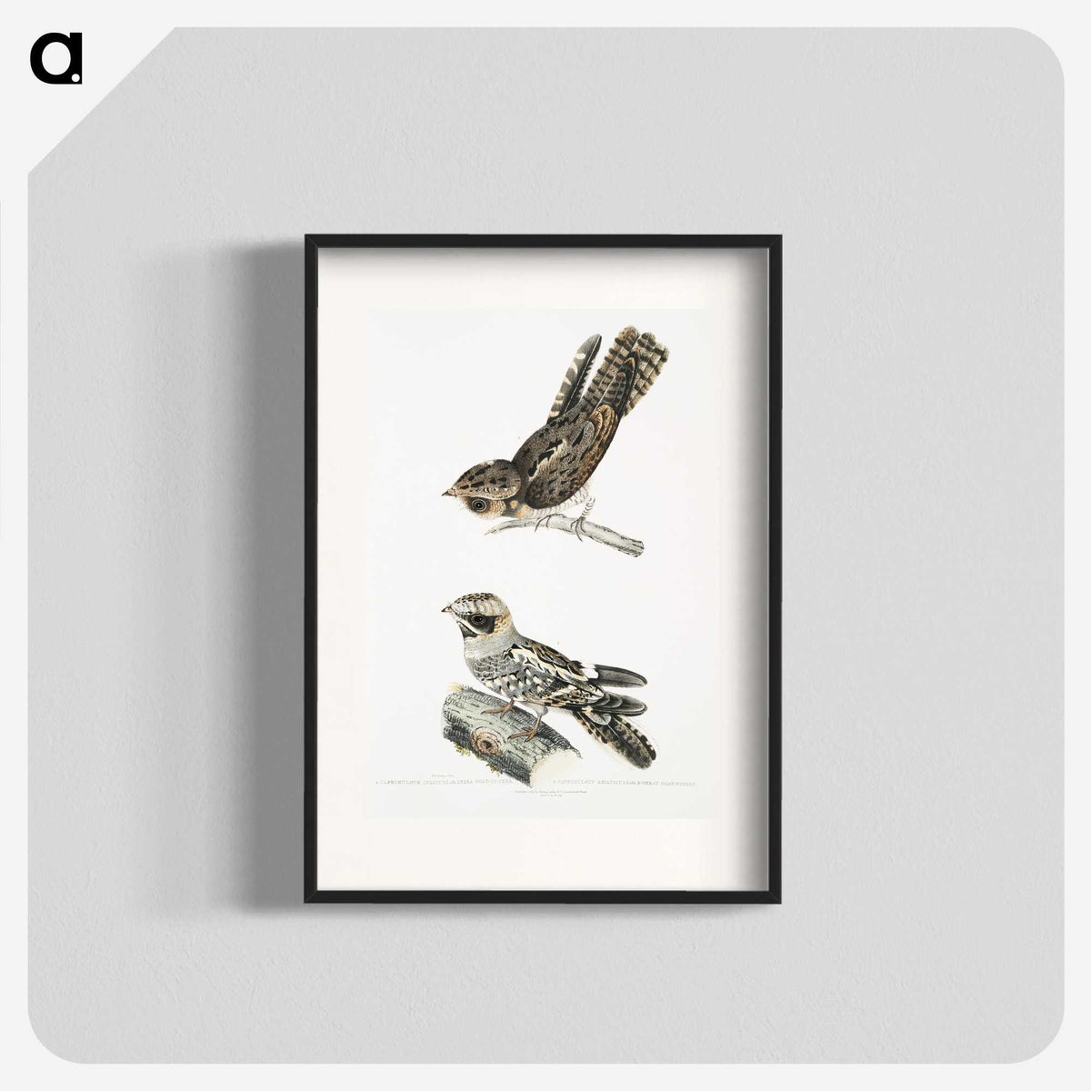 2-4_Indian-Zoology_blk