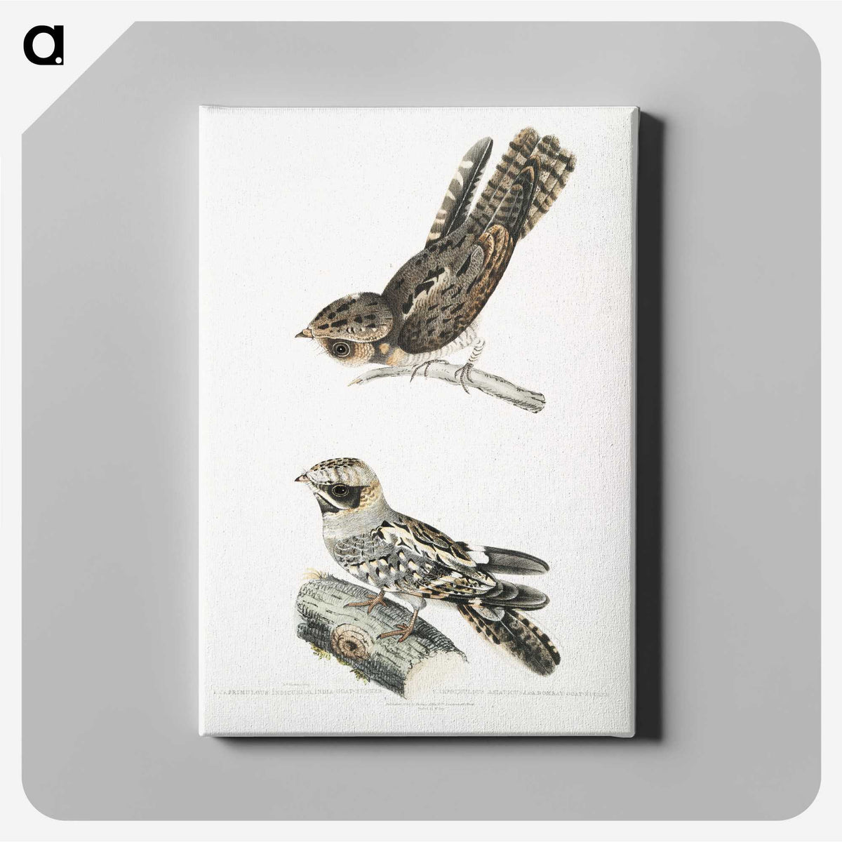 2-4_Indian-Zoology_canvas