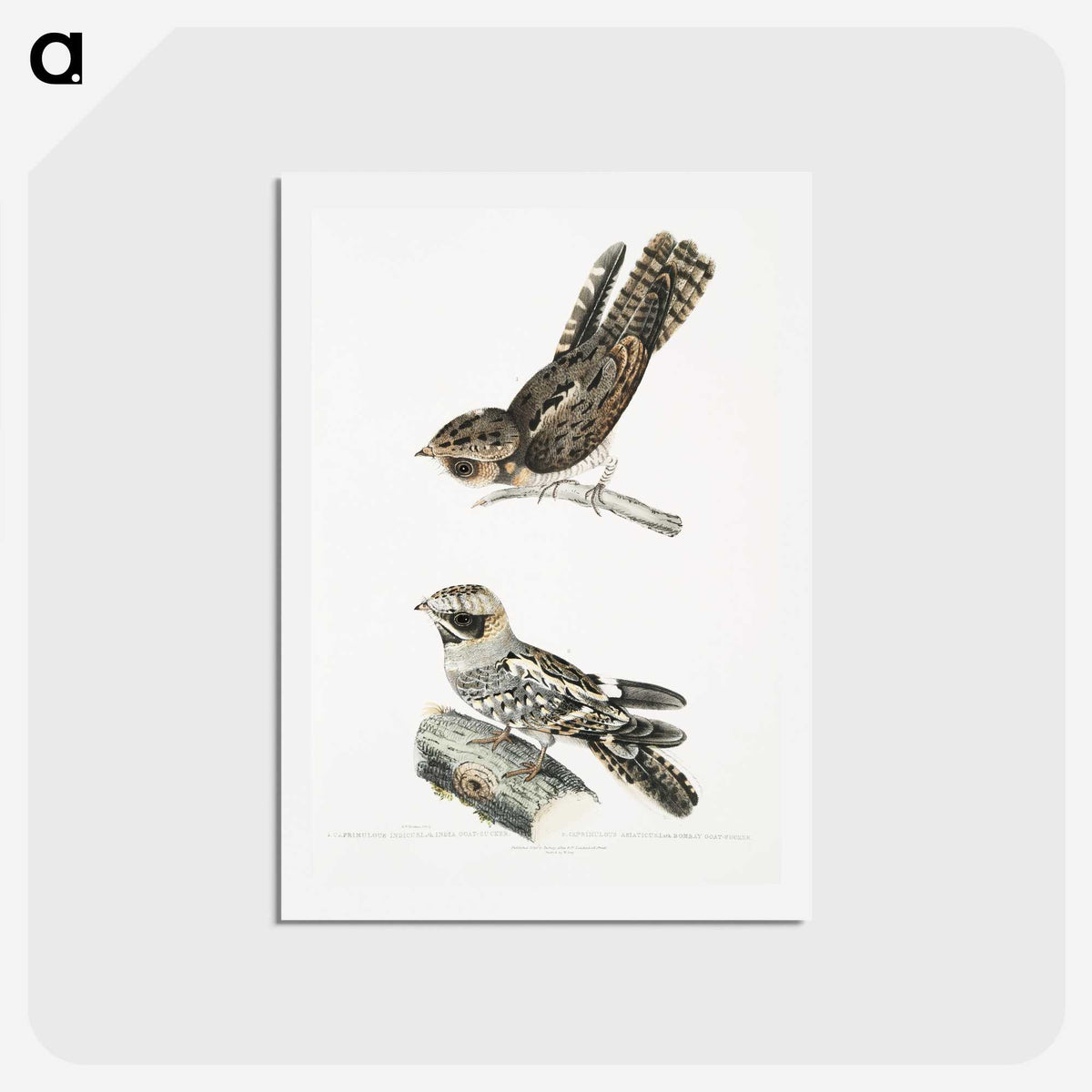 2-4_Indian-Zoology_hagaki