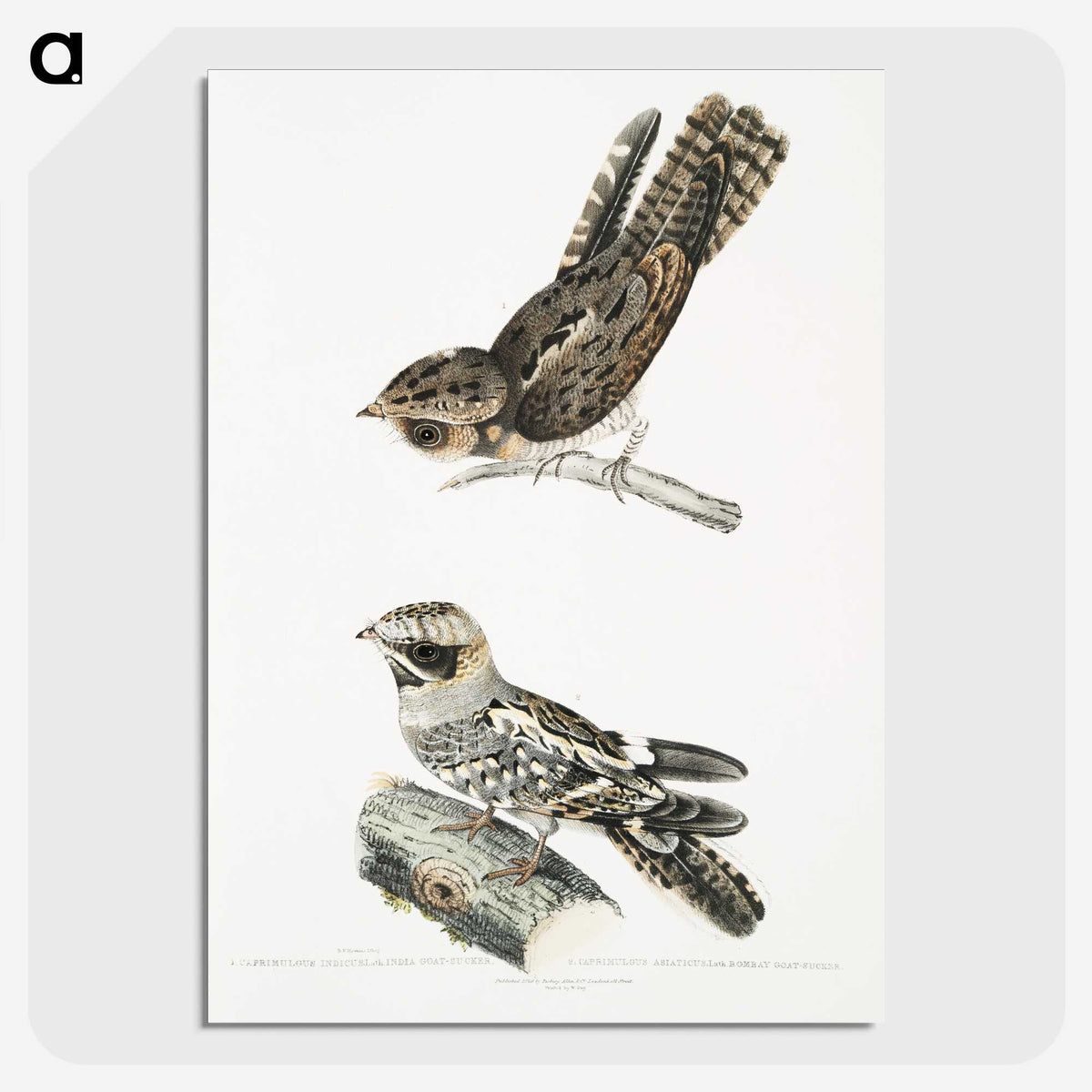 2-4_Indian-Zoology_picture-crop