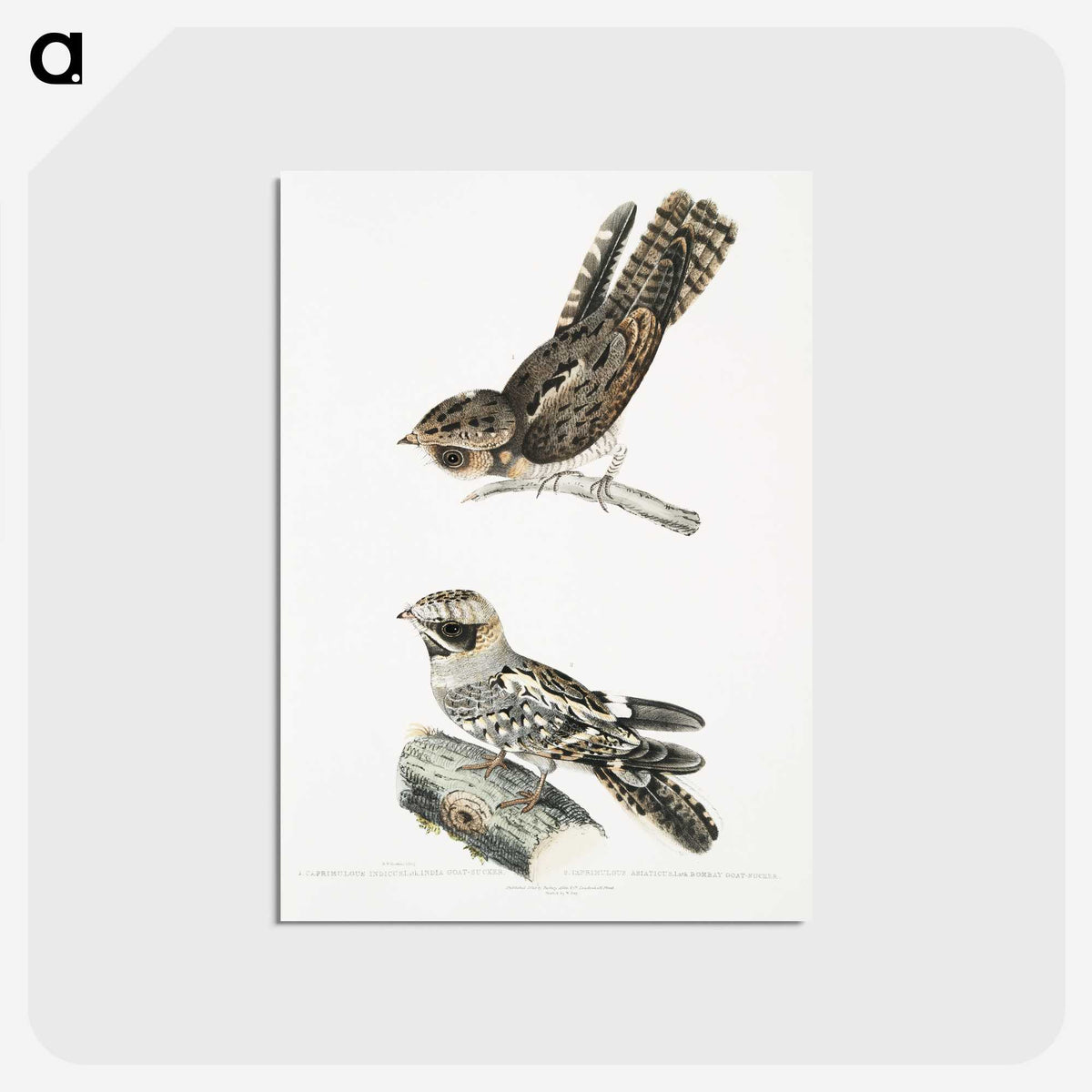 2-4_Indian-Zoology_postcard