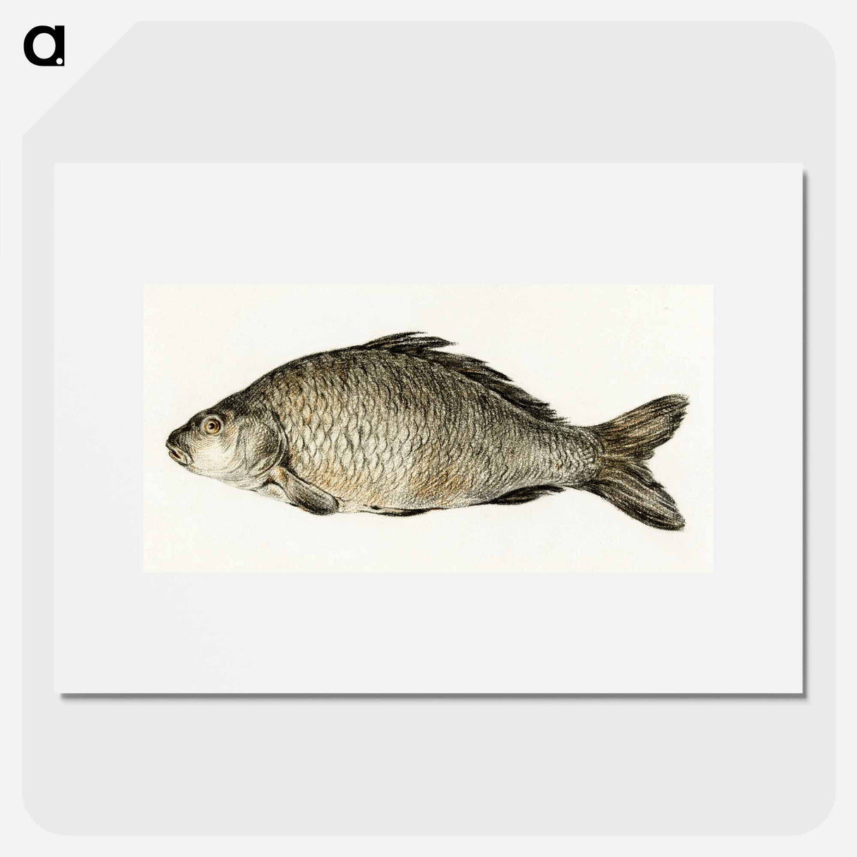 Fish - ジャン ベルナール Poster.