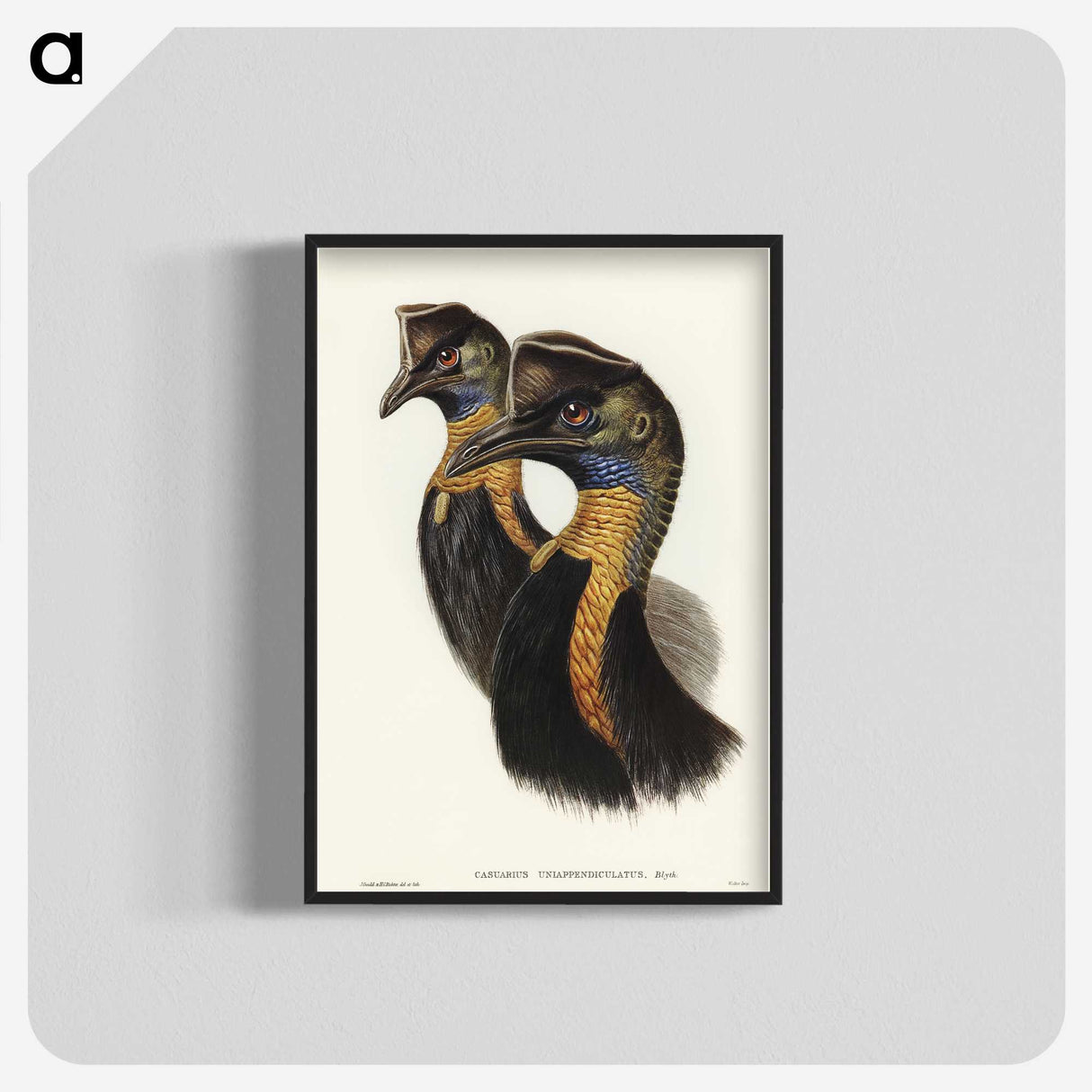 2-4_John-Gould_blk-crop