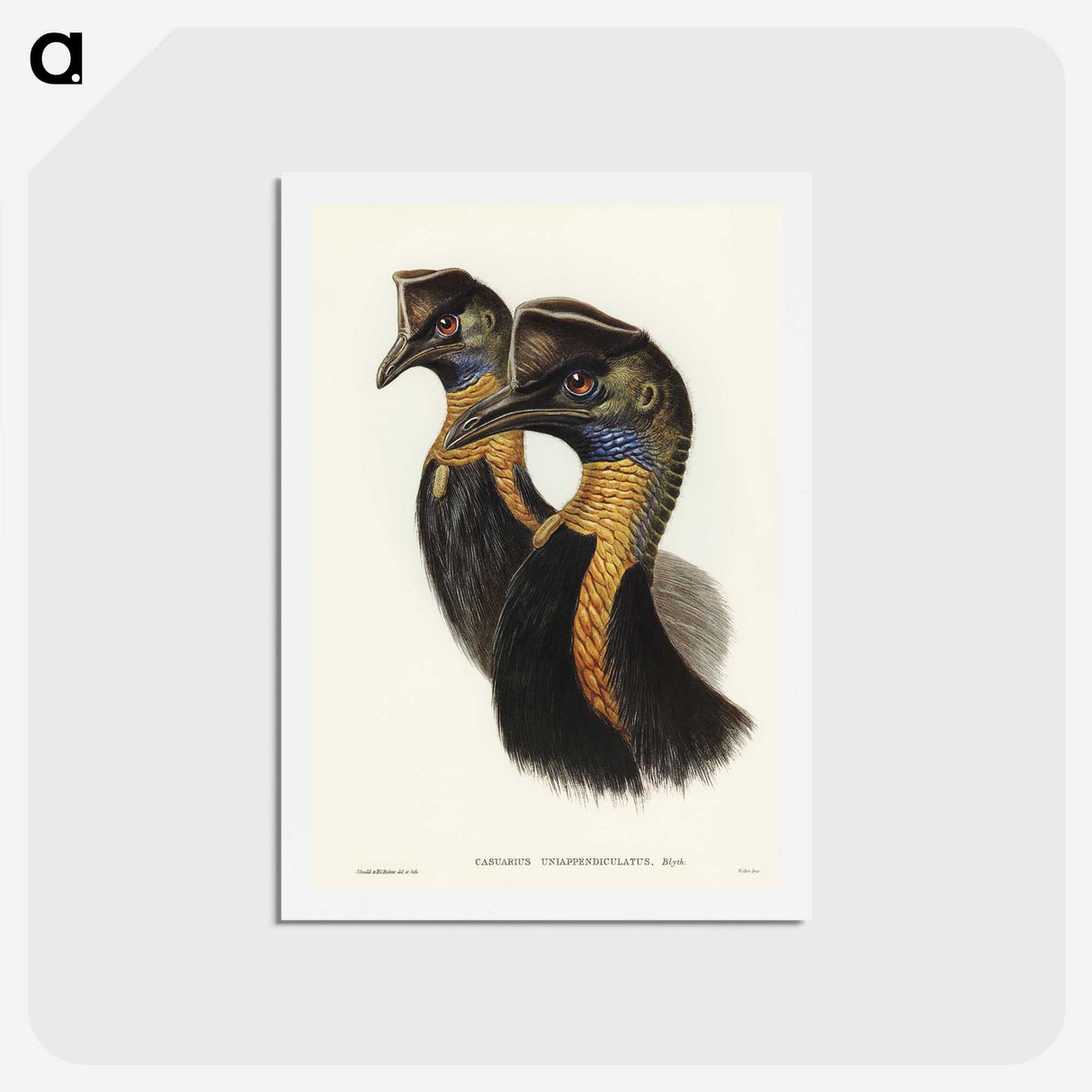 2-4_John-Gould_hagaki