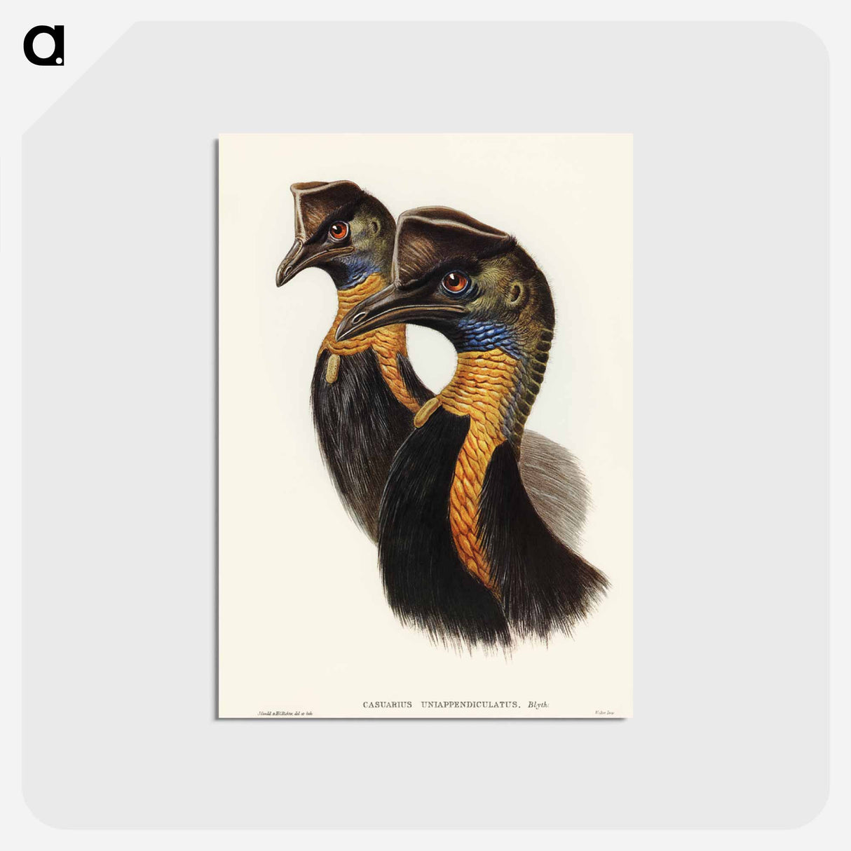 アートポストカード-One-Carunculated Cassowary
- ジョン グールド Postcard.