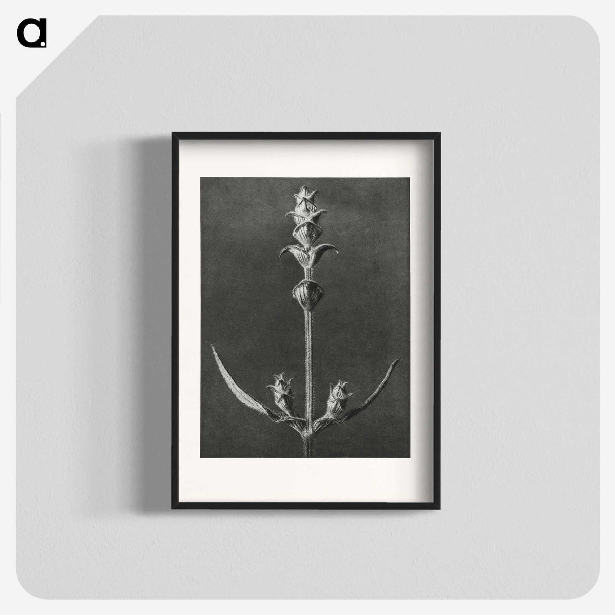 2-4_Karl-Blossfeldt_blk