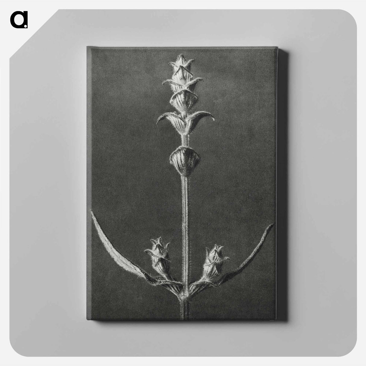 アートパネル-Salvia enlarged 5 times from Urformen der Kunst by Karl Blossfeldt - カール ブロスフェルト Canvas.