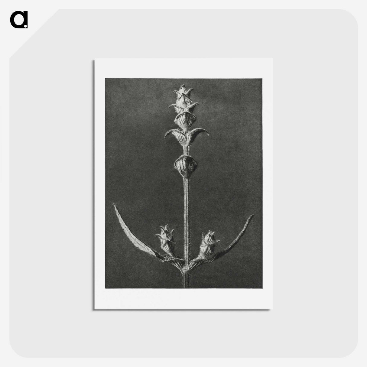 2-4_Karl-Blossfeldt_hagaki