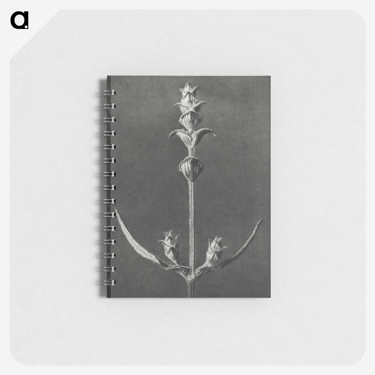 2-4_Karl-Blossfeldt_memo