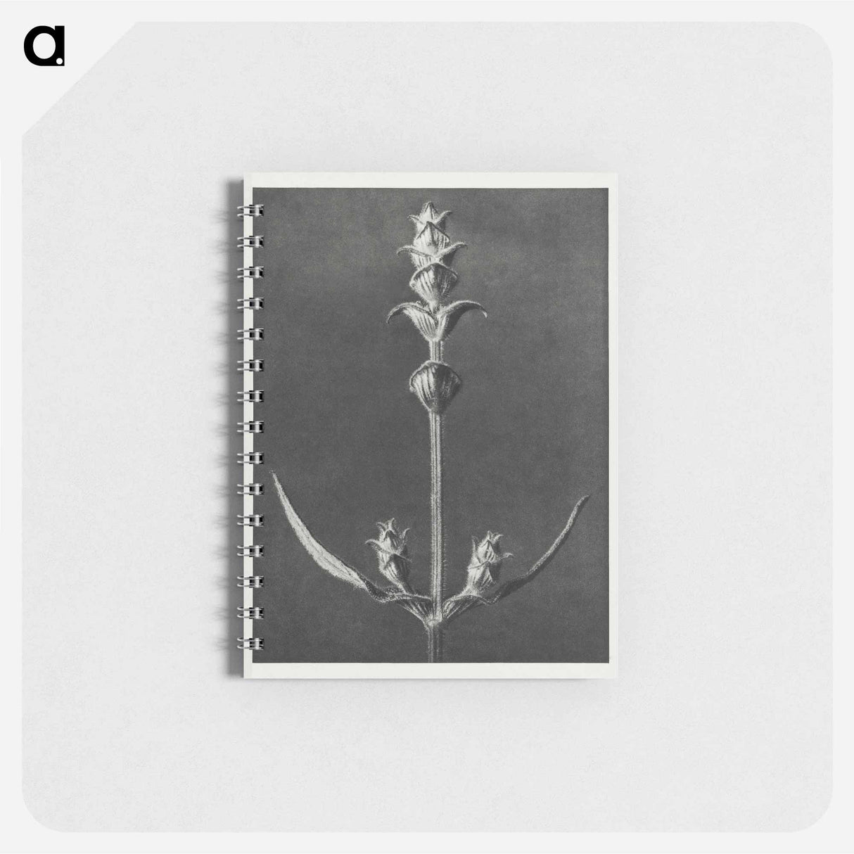 Salvia enlarged 5 times from Urformen der Kunst by Karl Blossfeldt - カール ブロスフェルト Memo.