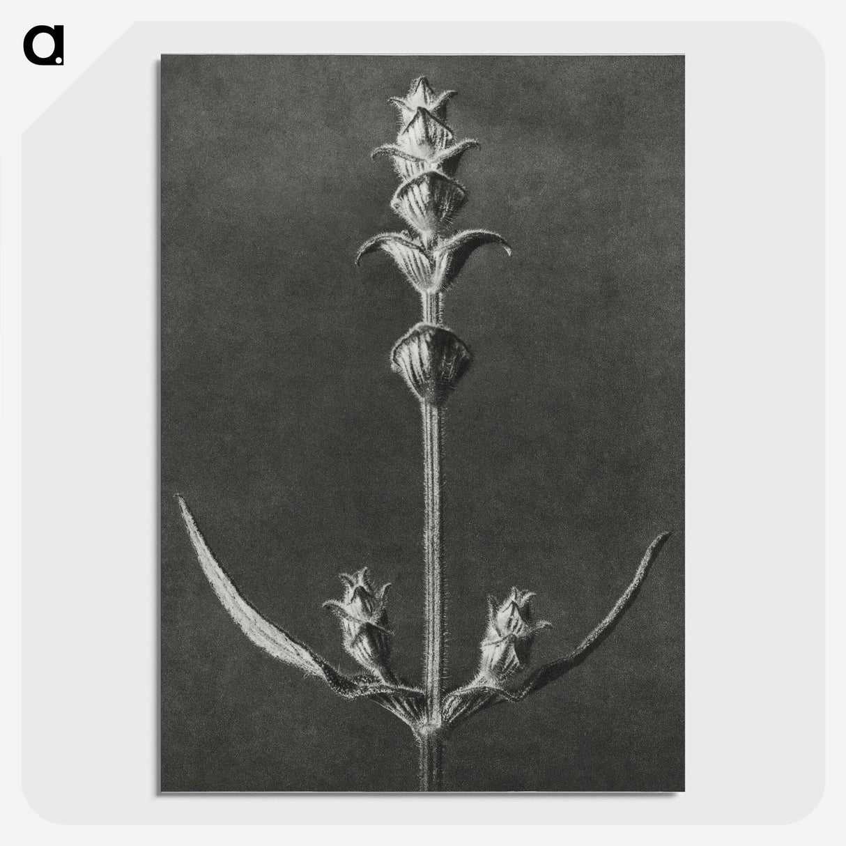 2-4_Karl-Blossfeldt_picture-crop