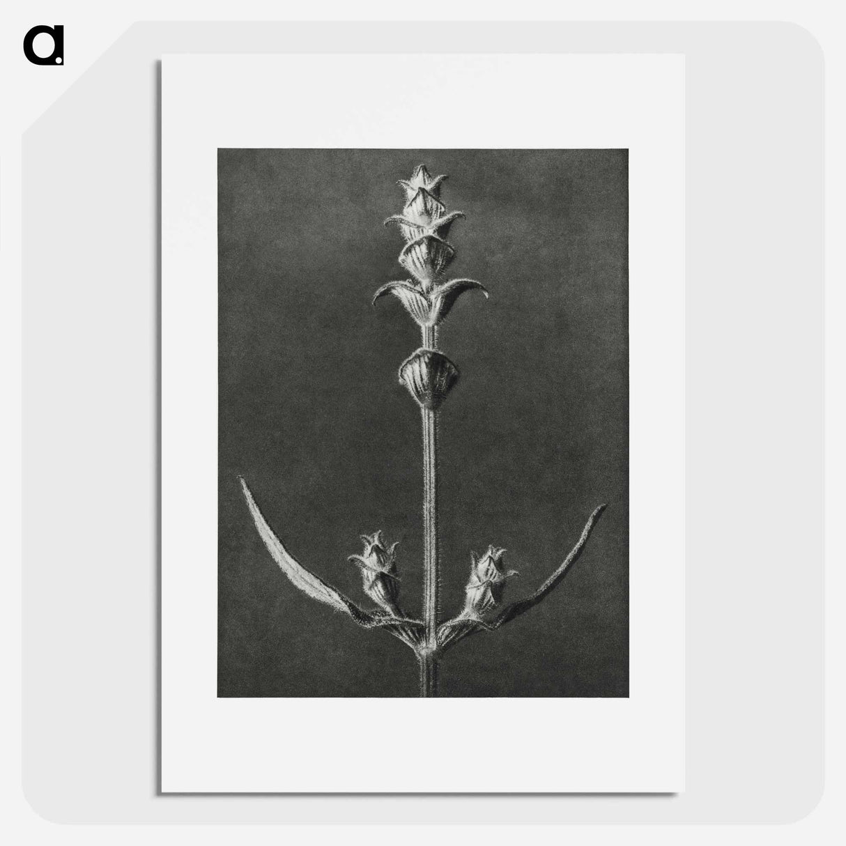 アートポスター-Salvia enlarged 5 times from Urformen der Kunst by Karl Blossfeldt - カール ブロスフェルト Poster.