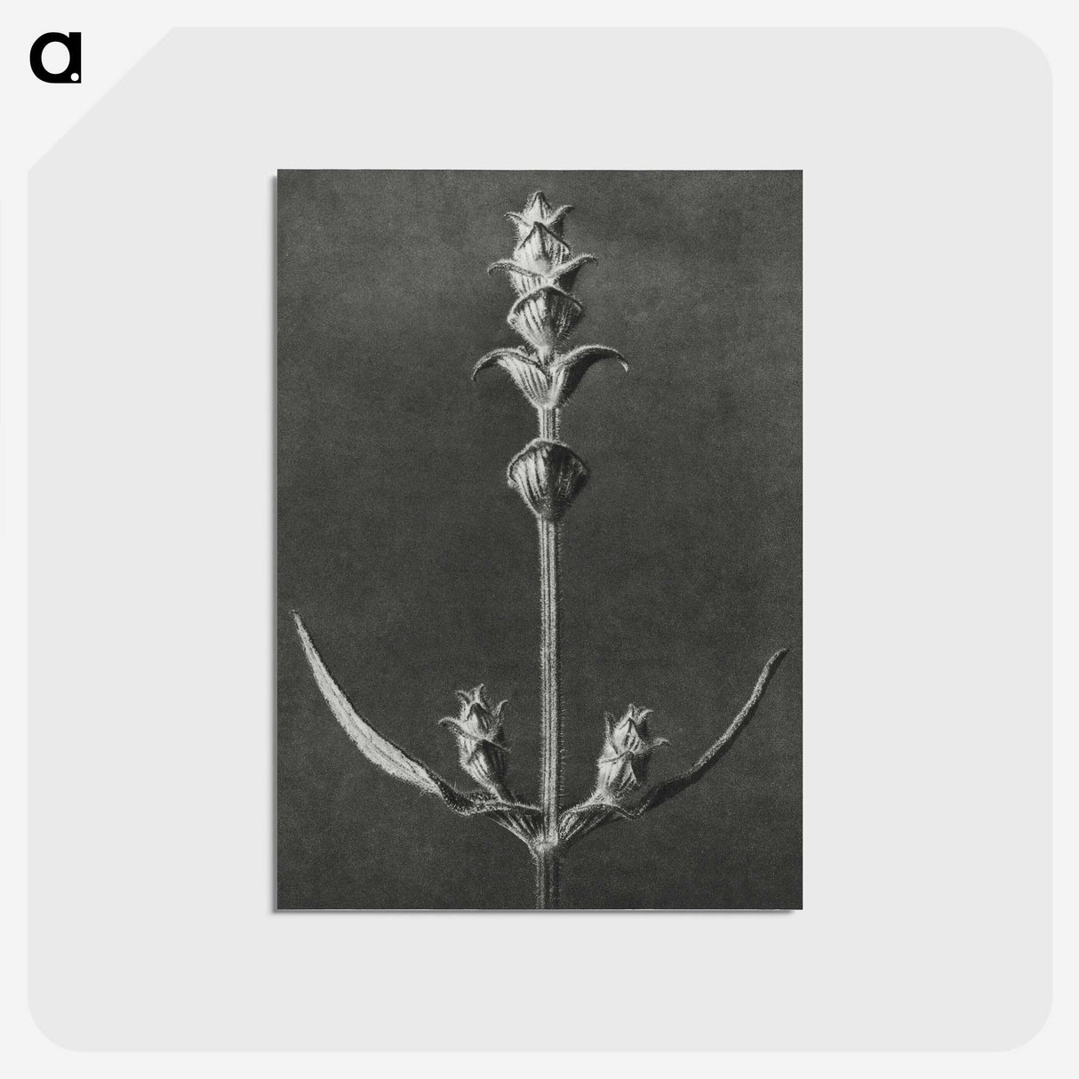 2-4_Karl-Blossfeldt_postcard