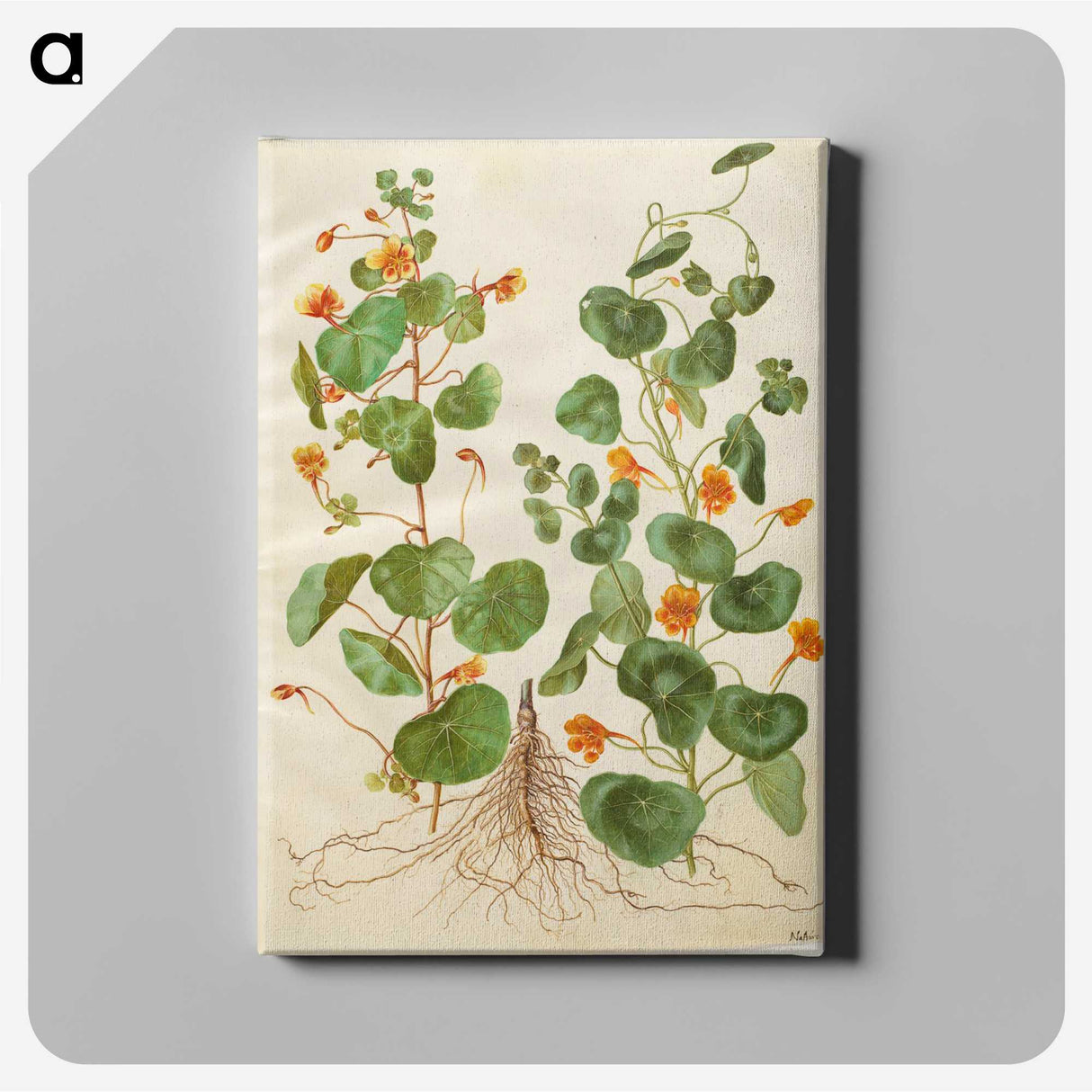 2-4_Maria-Sibylla-Merian_canvas