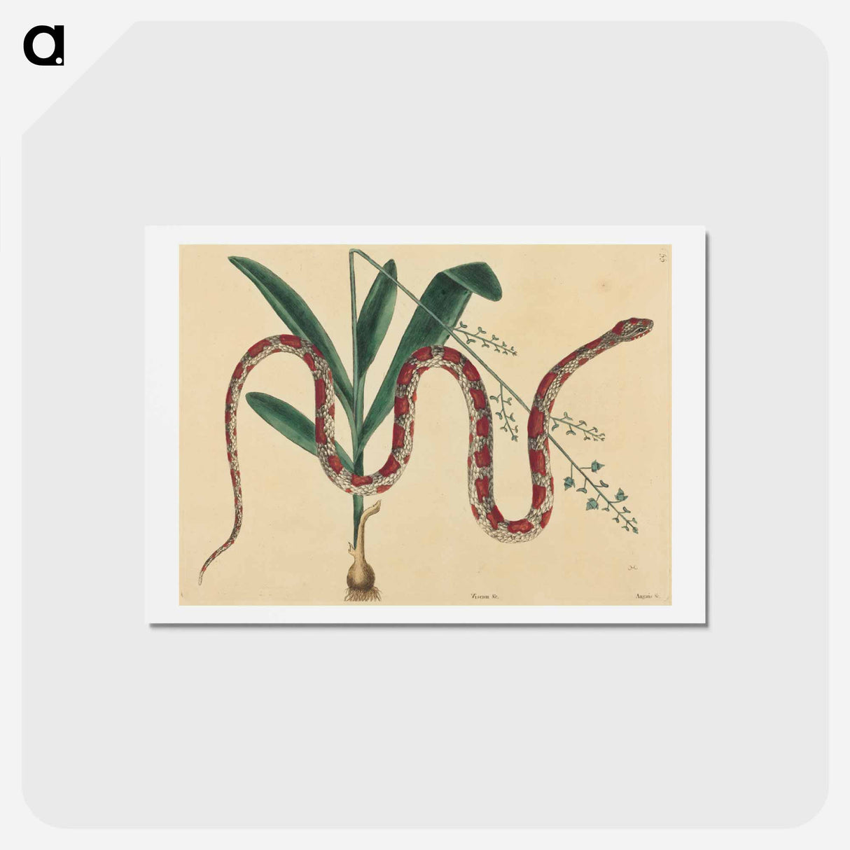 アートポストカード-The Corn Snake
- マーク ケイツビー Postcard.