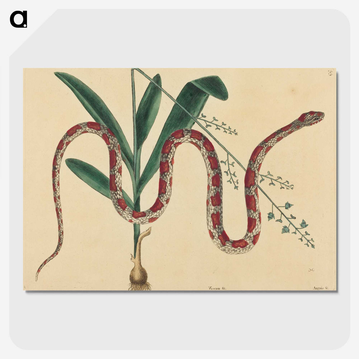 2-4_Mark-Catesby_picture-crop