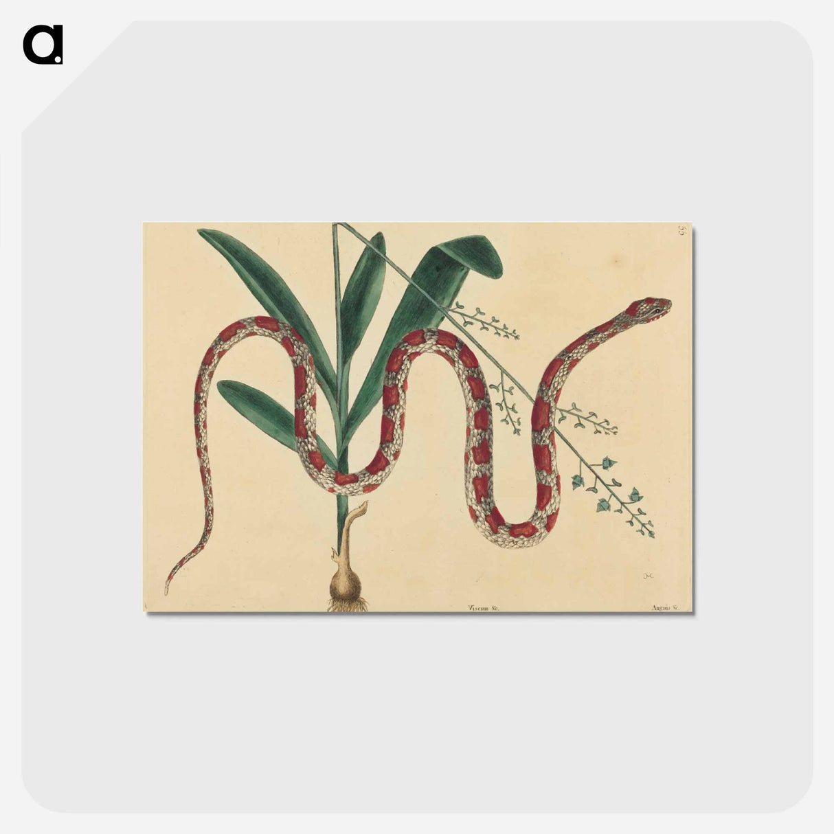アートポストカード-The Corn Snake
- マーク ケイツビー Postcard.